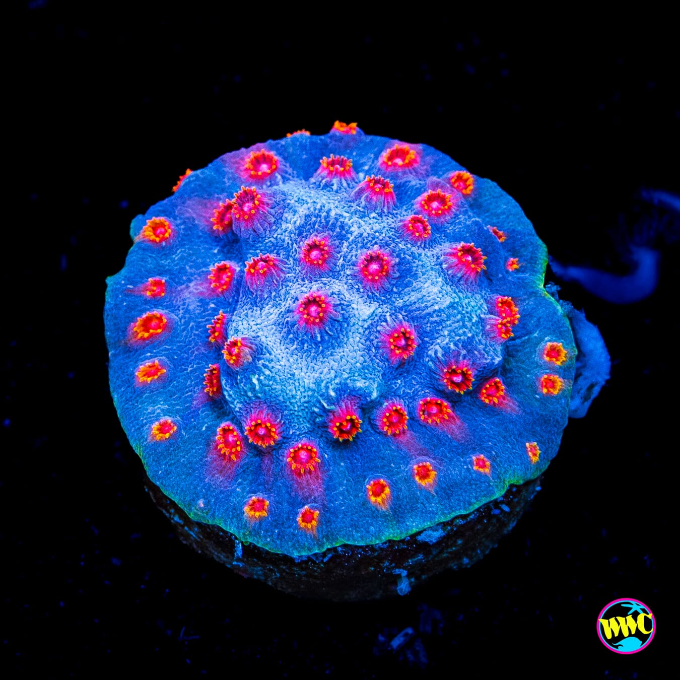 WWC Mystique Cyphastrea