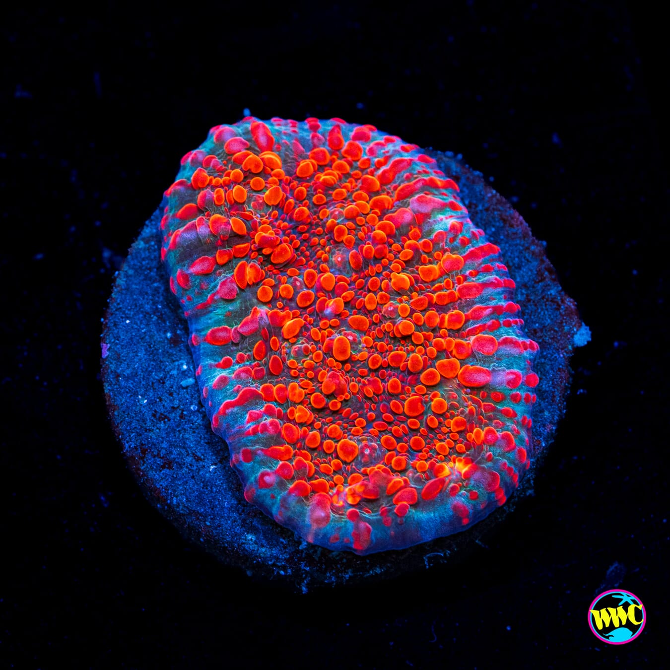 WWC Cherry Garcia Chalice