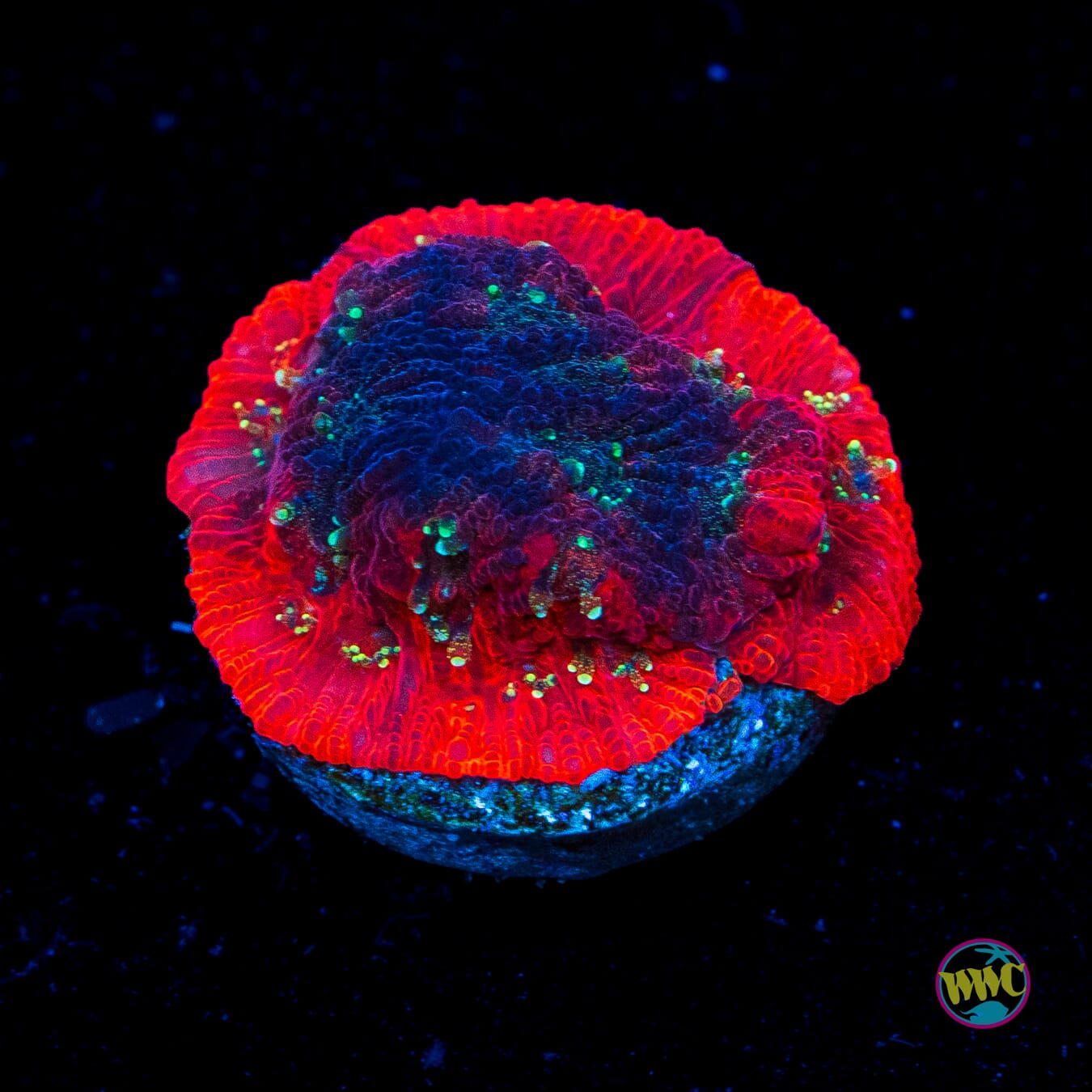 Grafted Silver Fox Favites