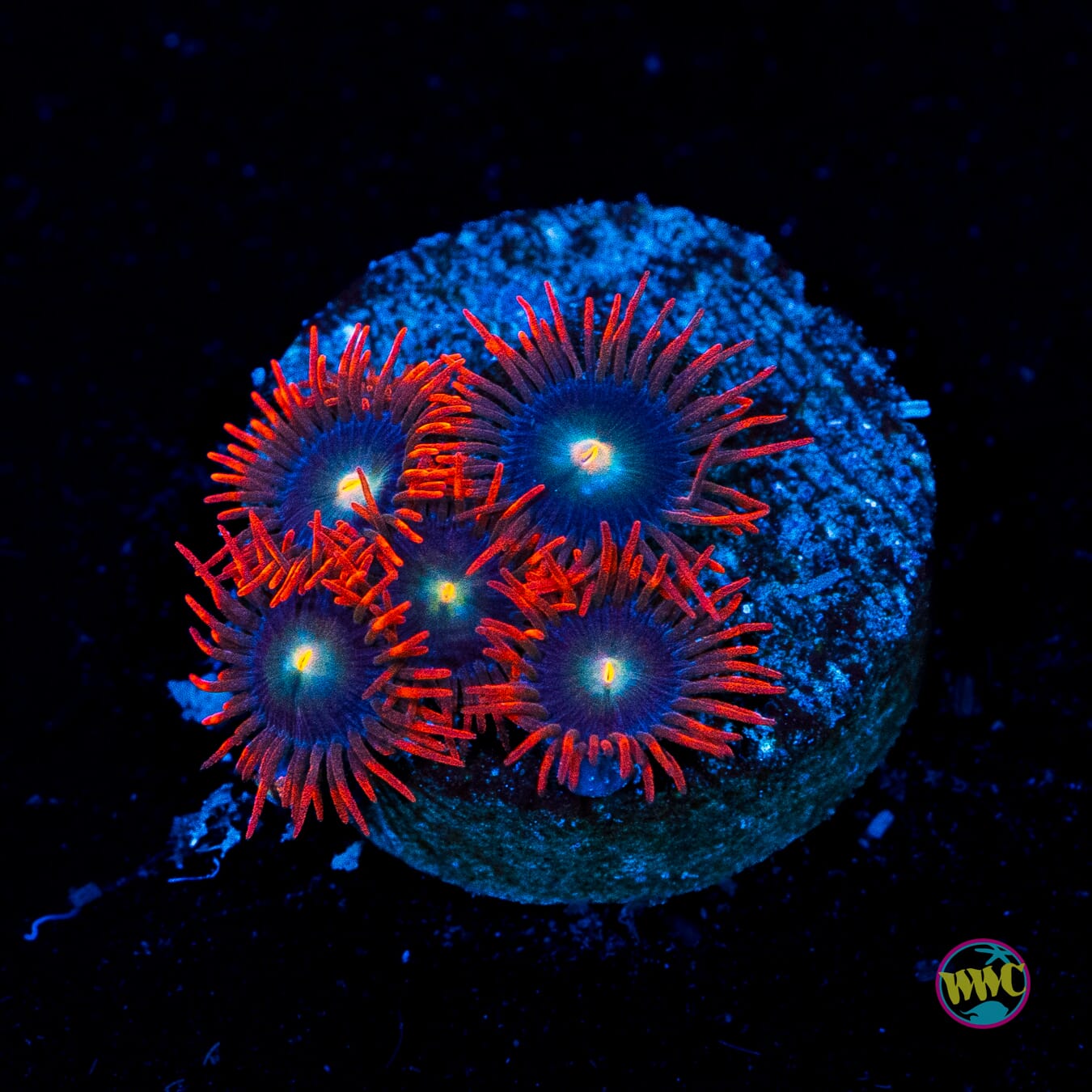 WWC Wildfire Zoanthids