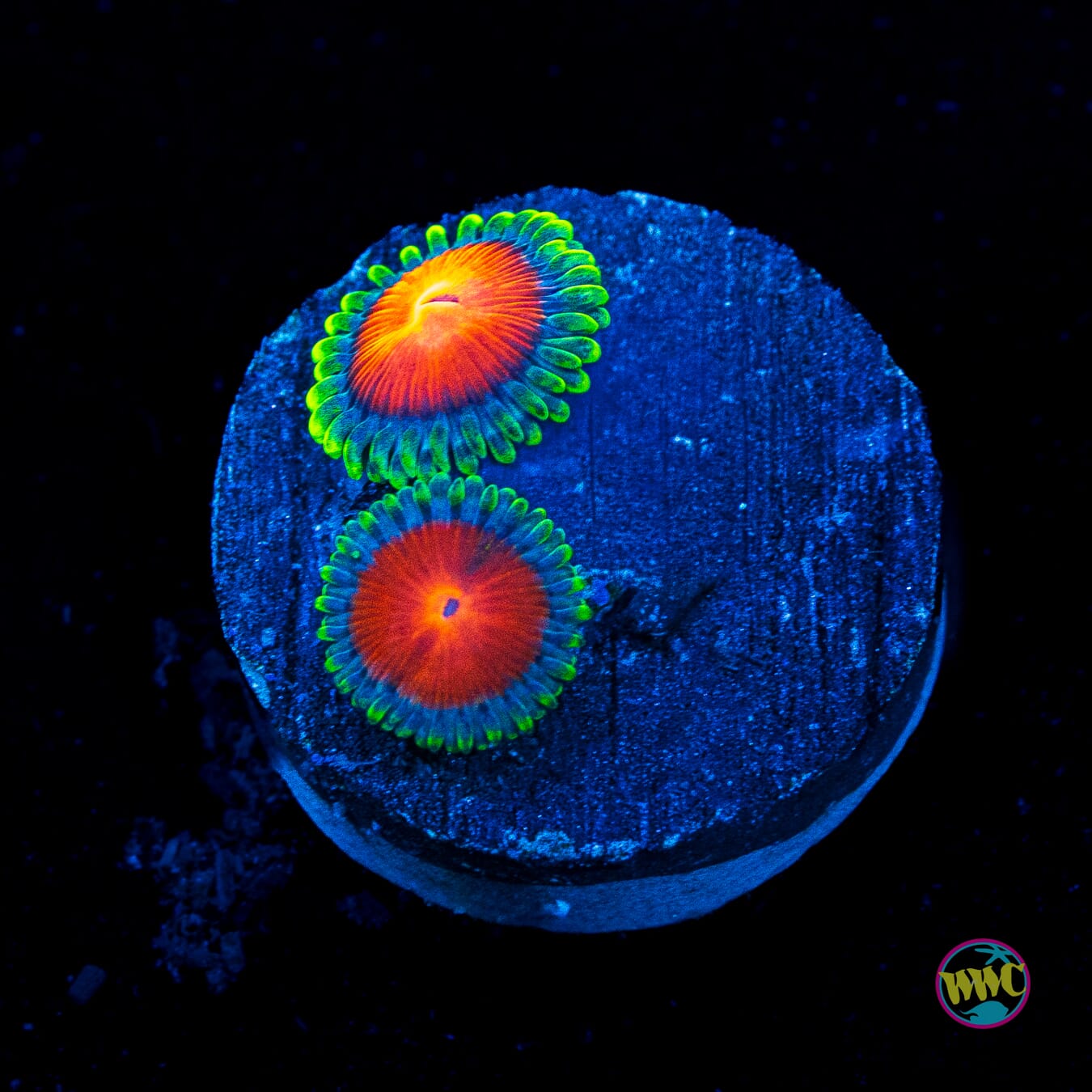 WWC Elemental Fury Zoanthids