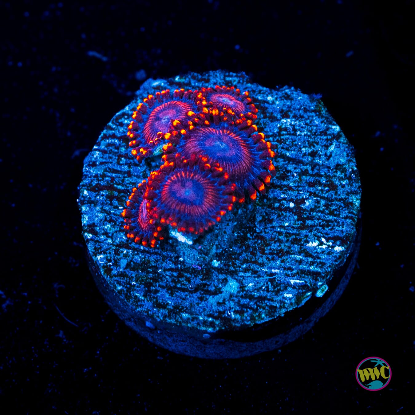 WWC Flaming Dragon Zoanthids