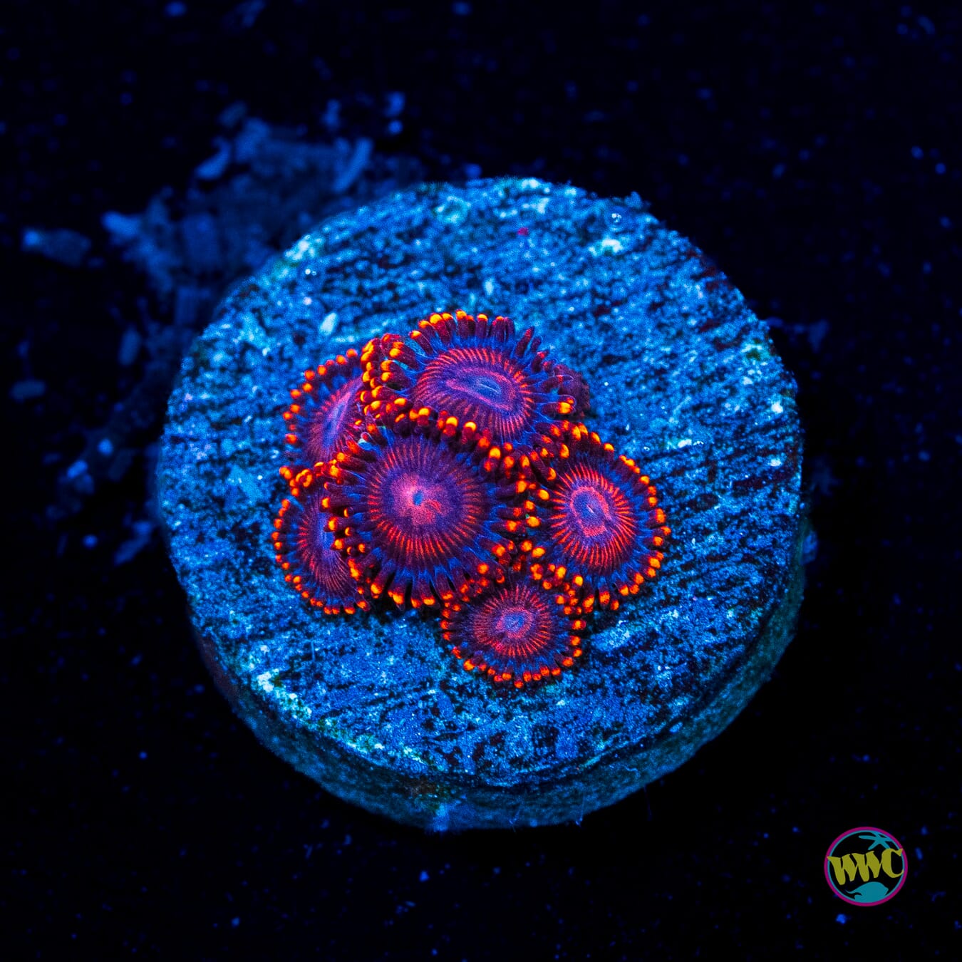 WWC Flaming Dragon Zoanthids