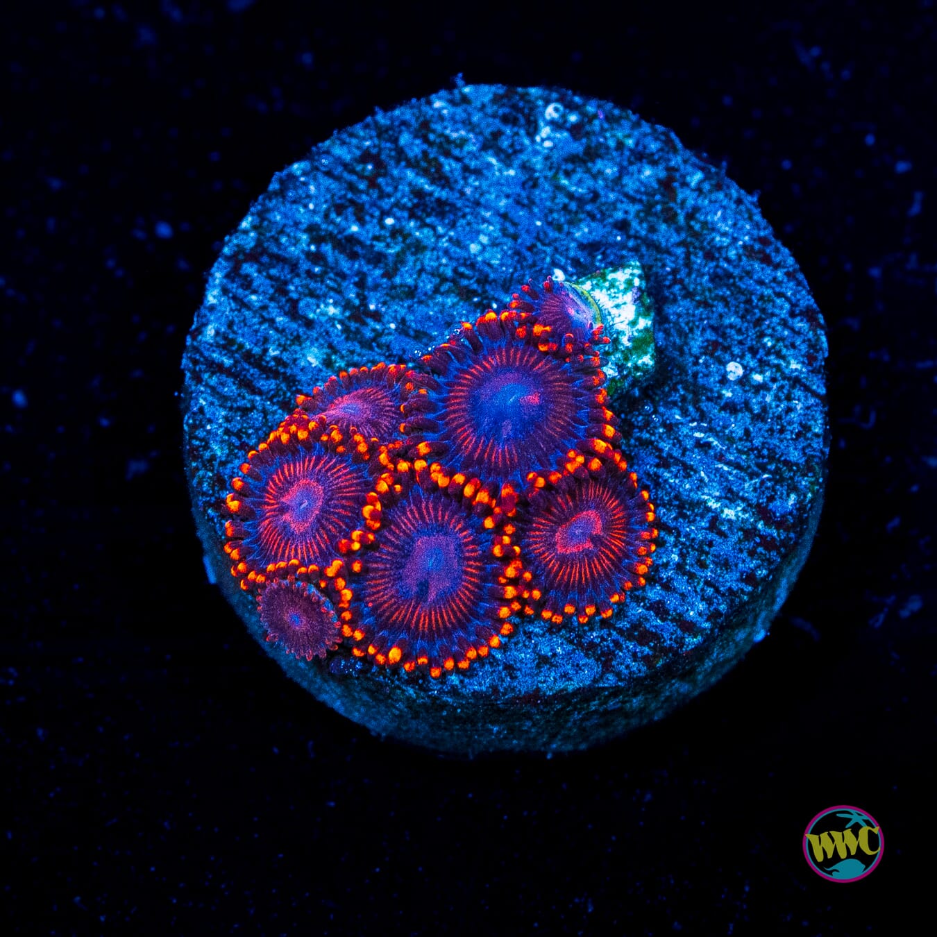 WWC Flaming Dragon Zoanthids