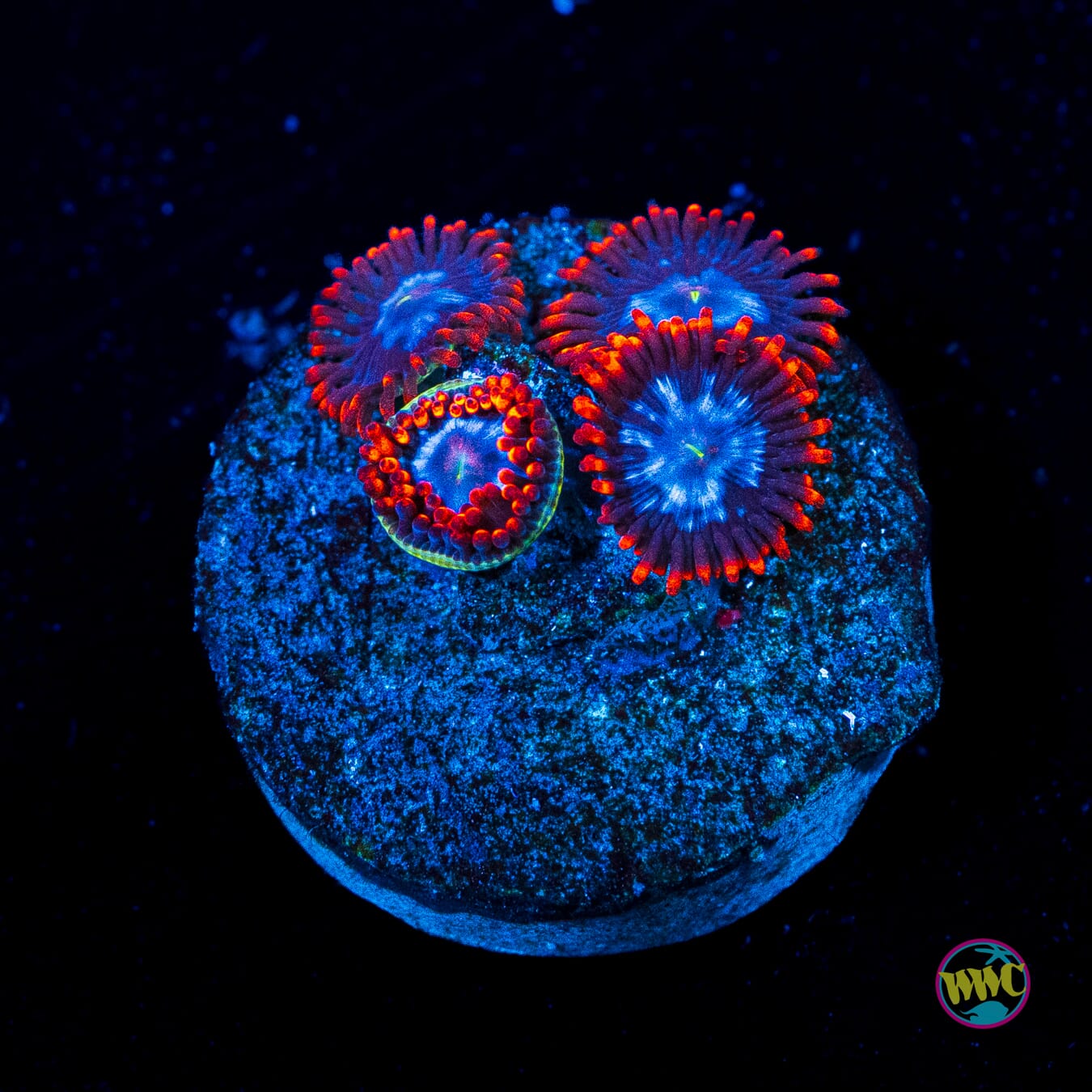 Fire and Ice Zoanthids