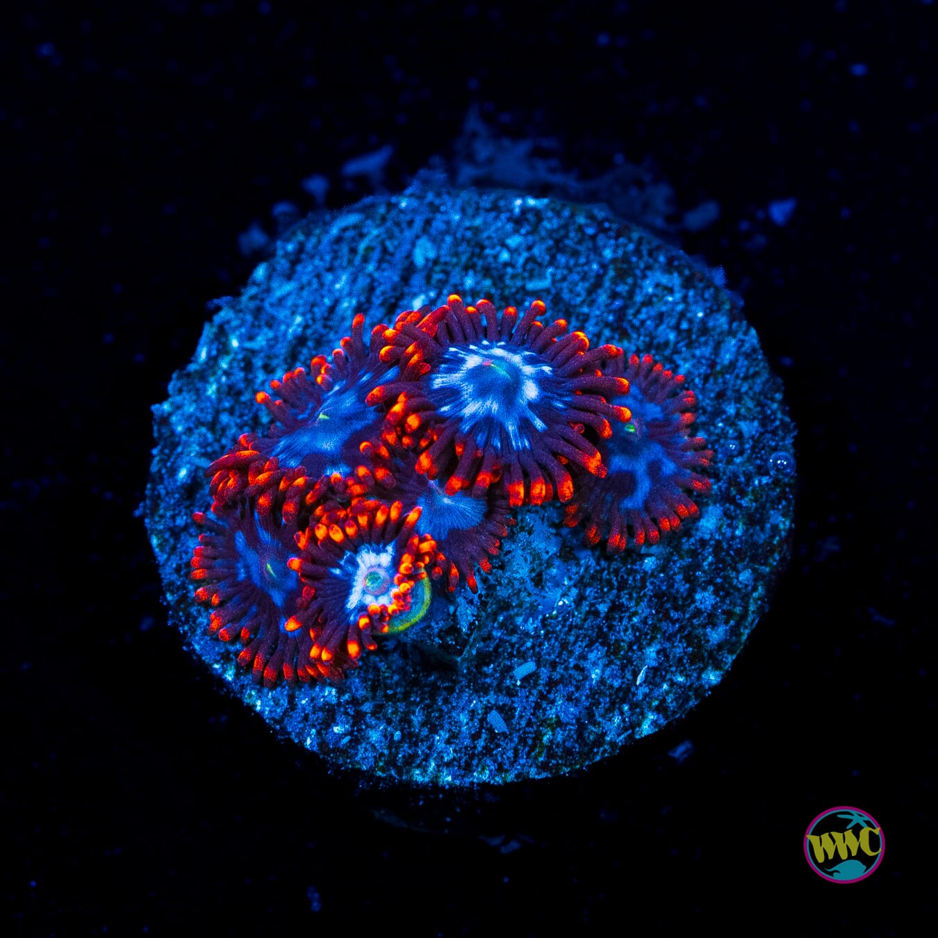 Fire and Ice Zoanthids