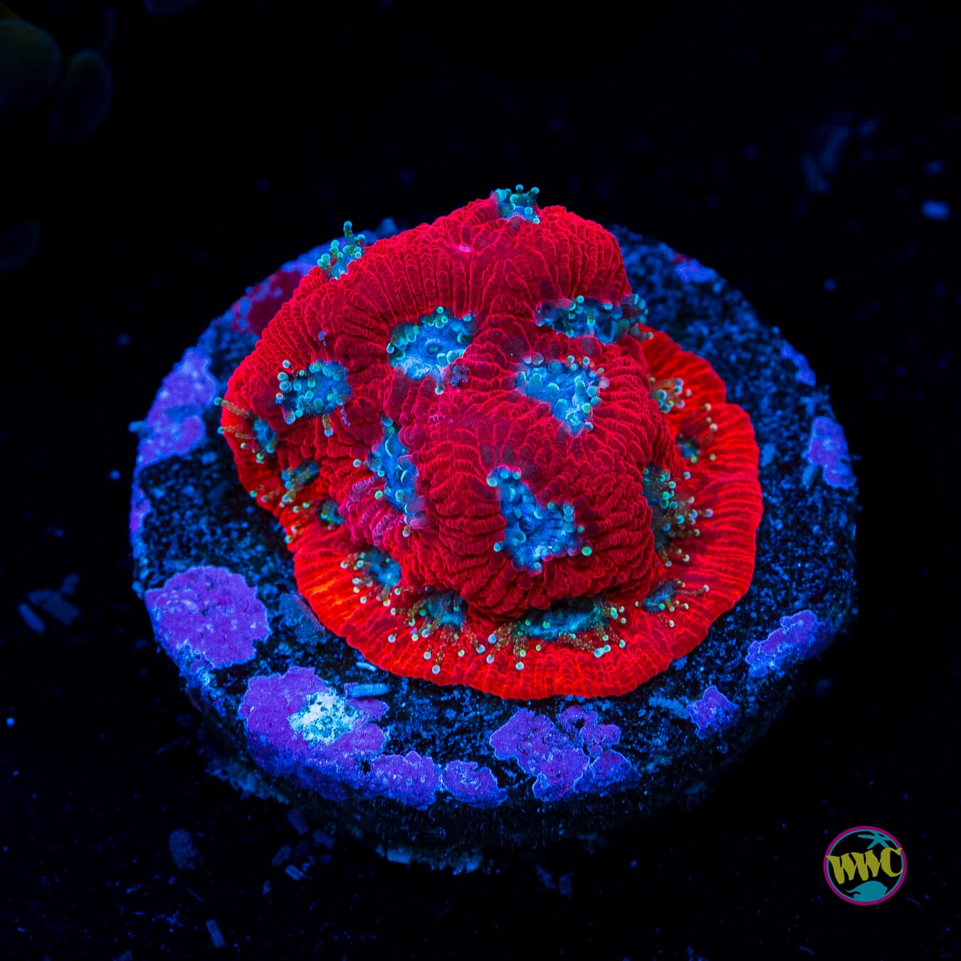 WWC Silver Fox Favites