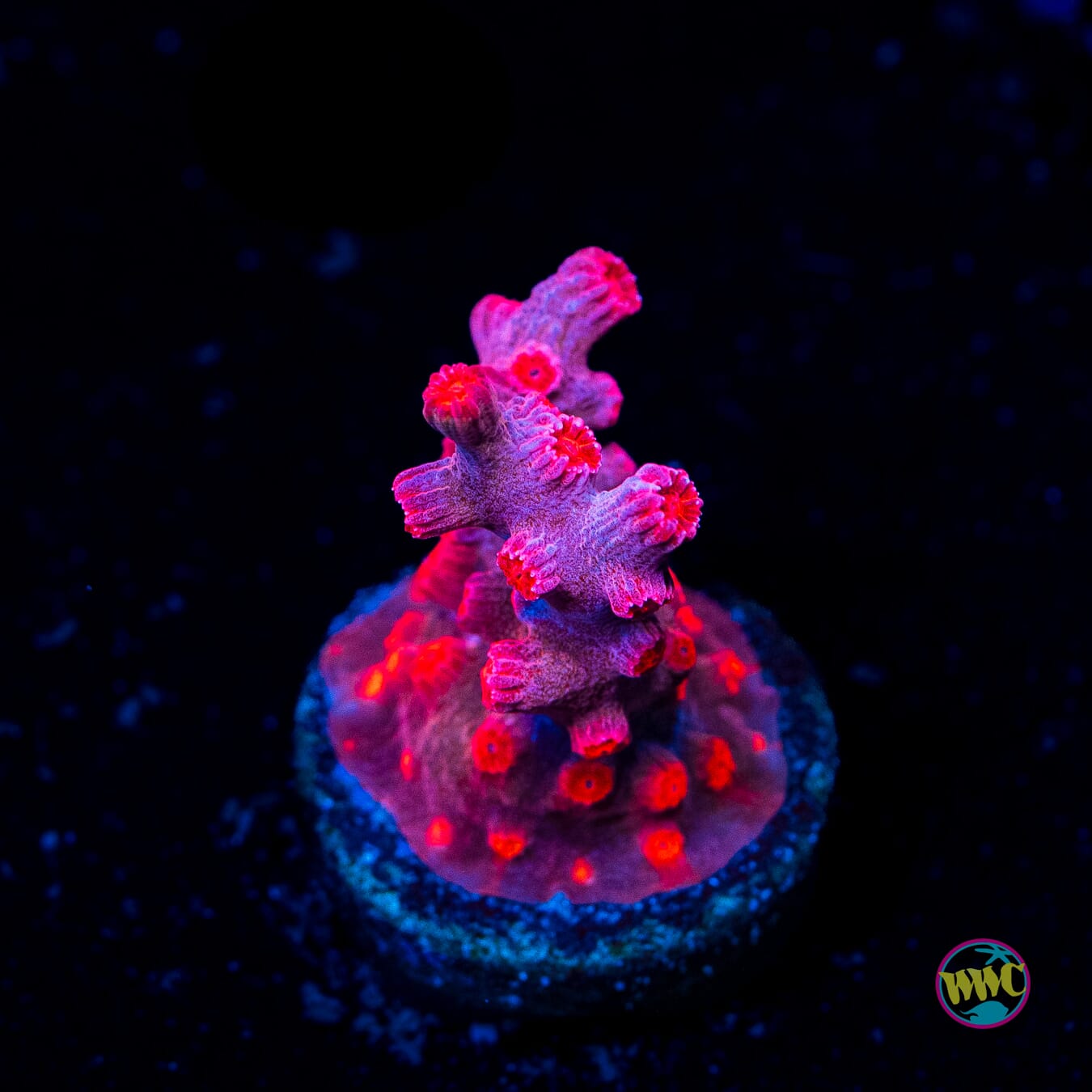 WWC Strawberry Branching Cyphastrea