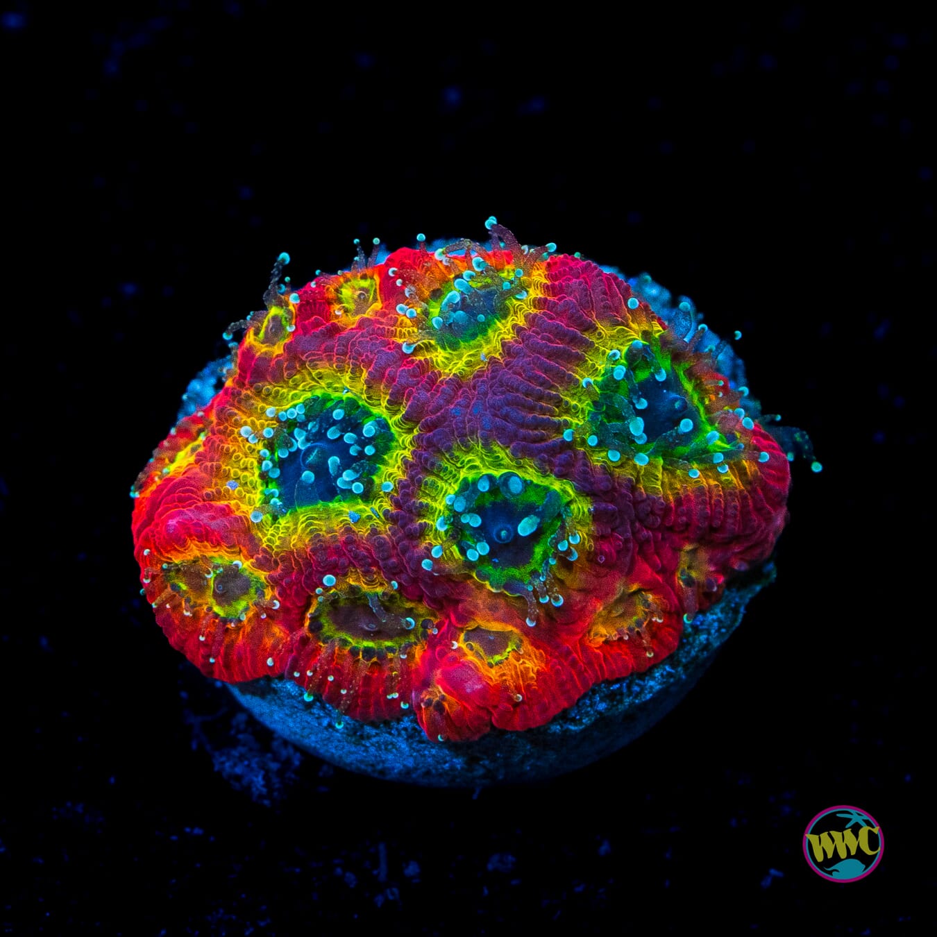 Jason Fox Sector 001 Favites