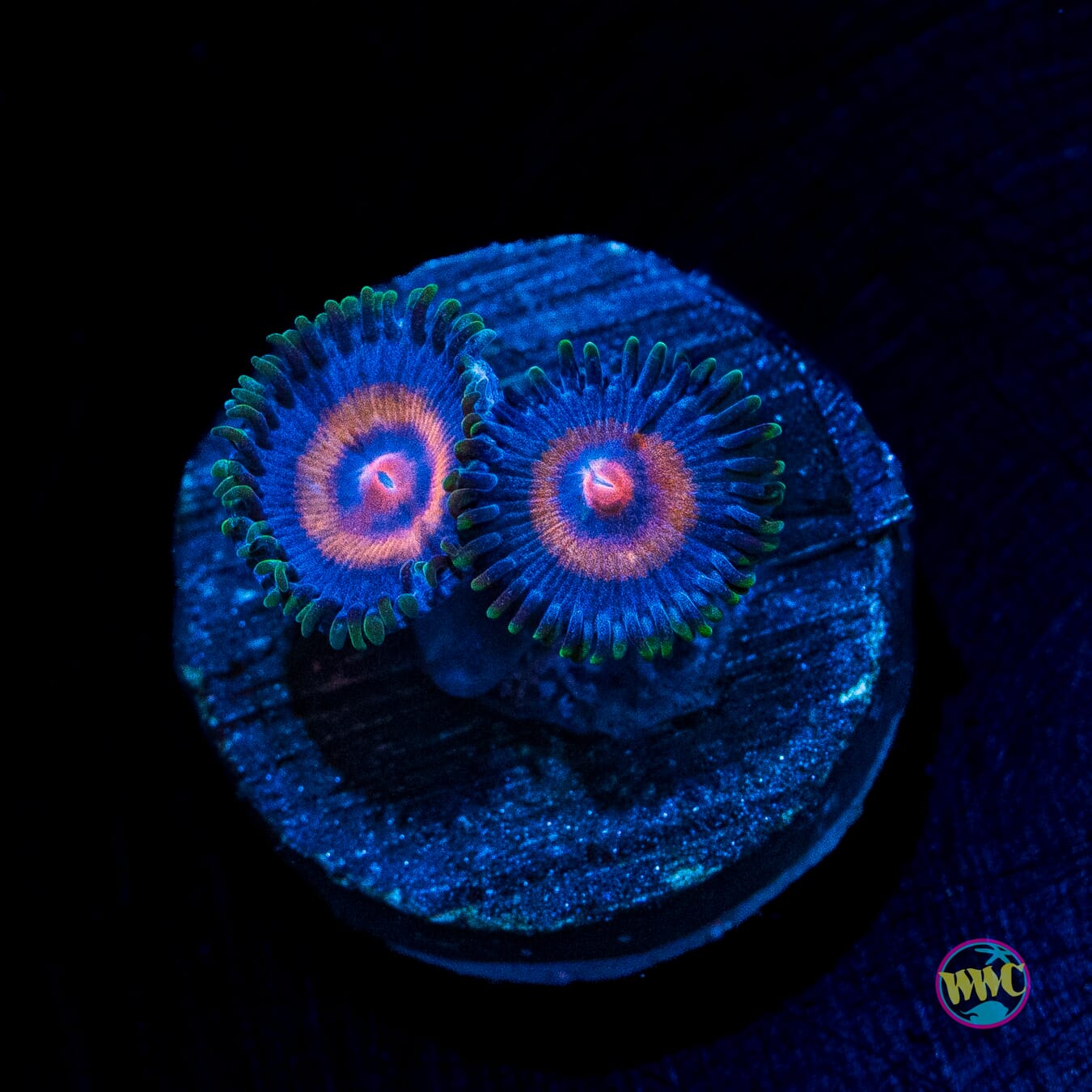 Supergirls Zoanthids