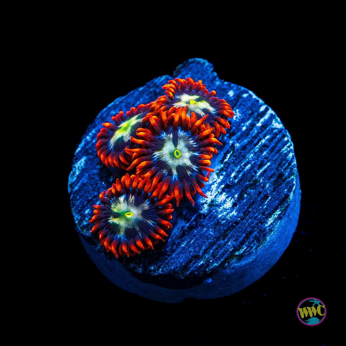 Alpha Omega Zoanthids