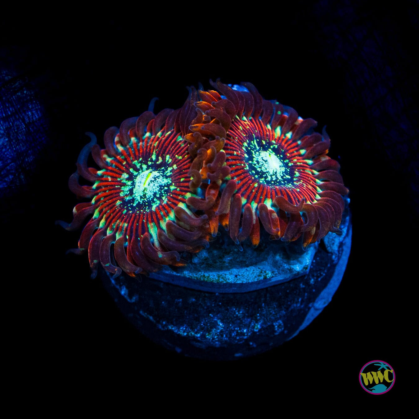 WWC Warlock Zoanthids