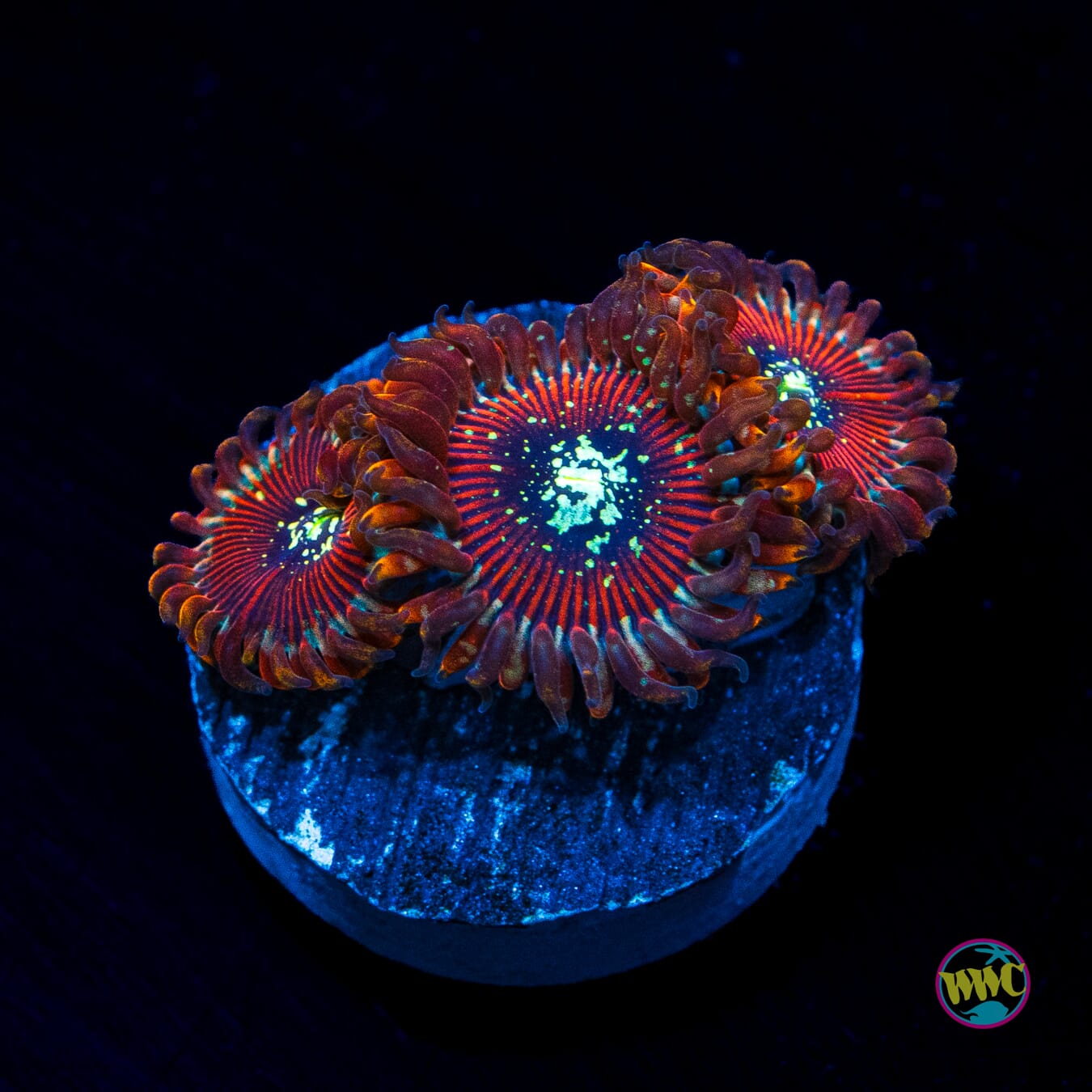 WWC Warlock Zoanthids