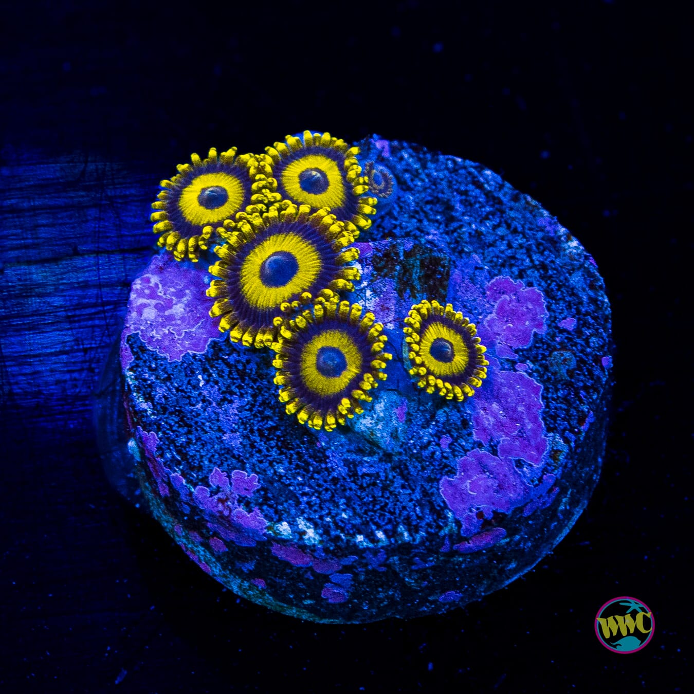 LA Lakerz Zoanthids