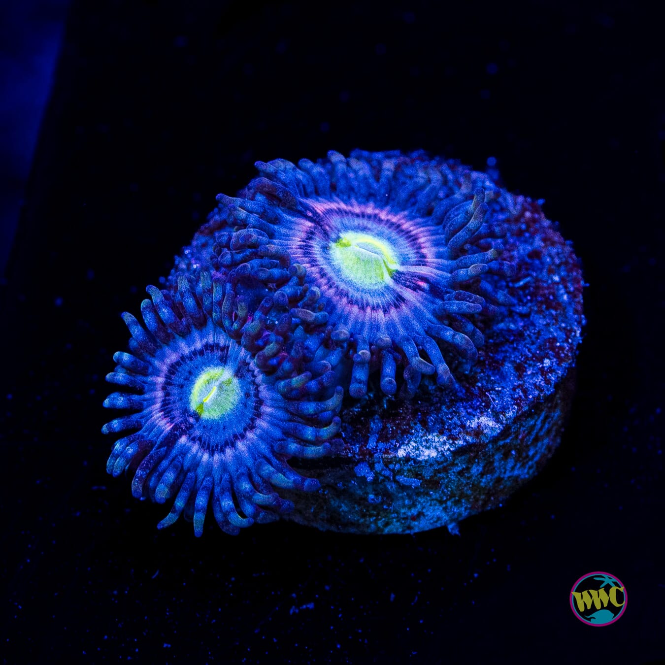 Blue Watermelon Zoanthids