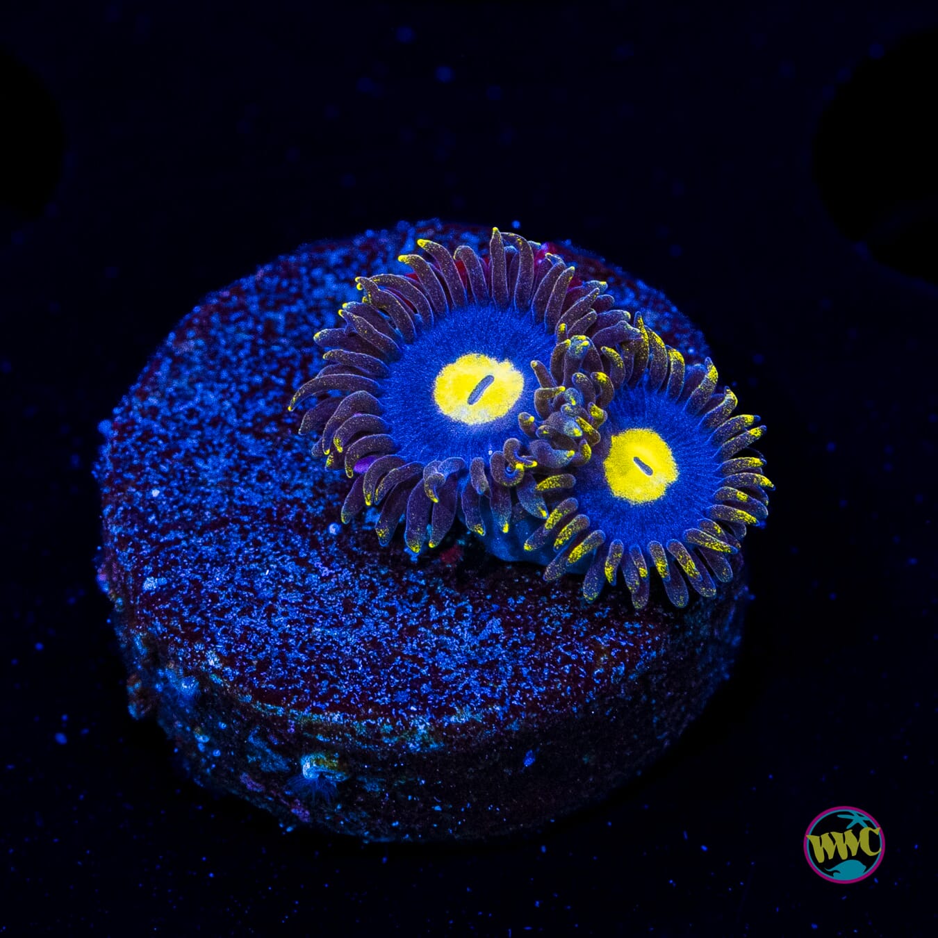 WWC Crazy Kimchi Zoanthids