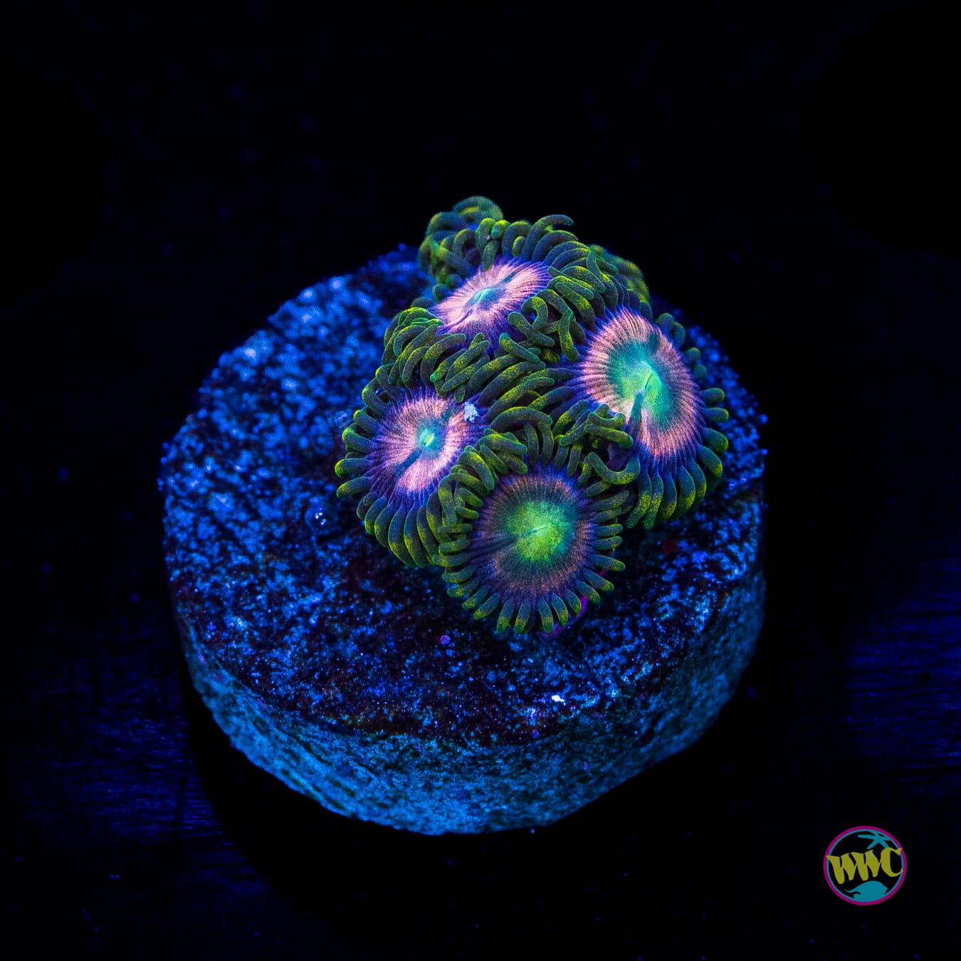 WWC Lazer Lemons Zoanthids