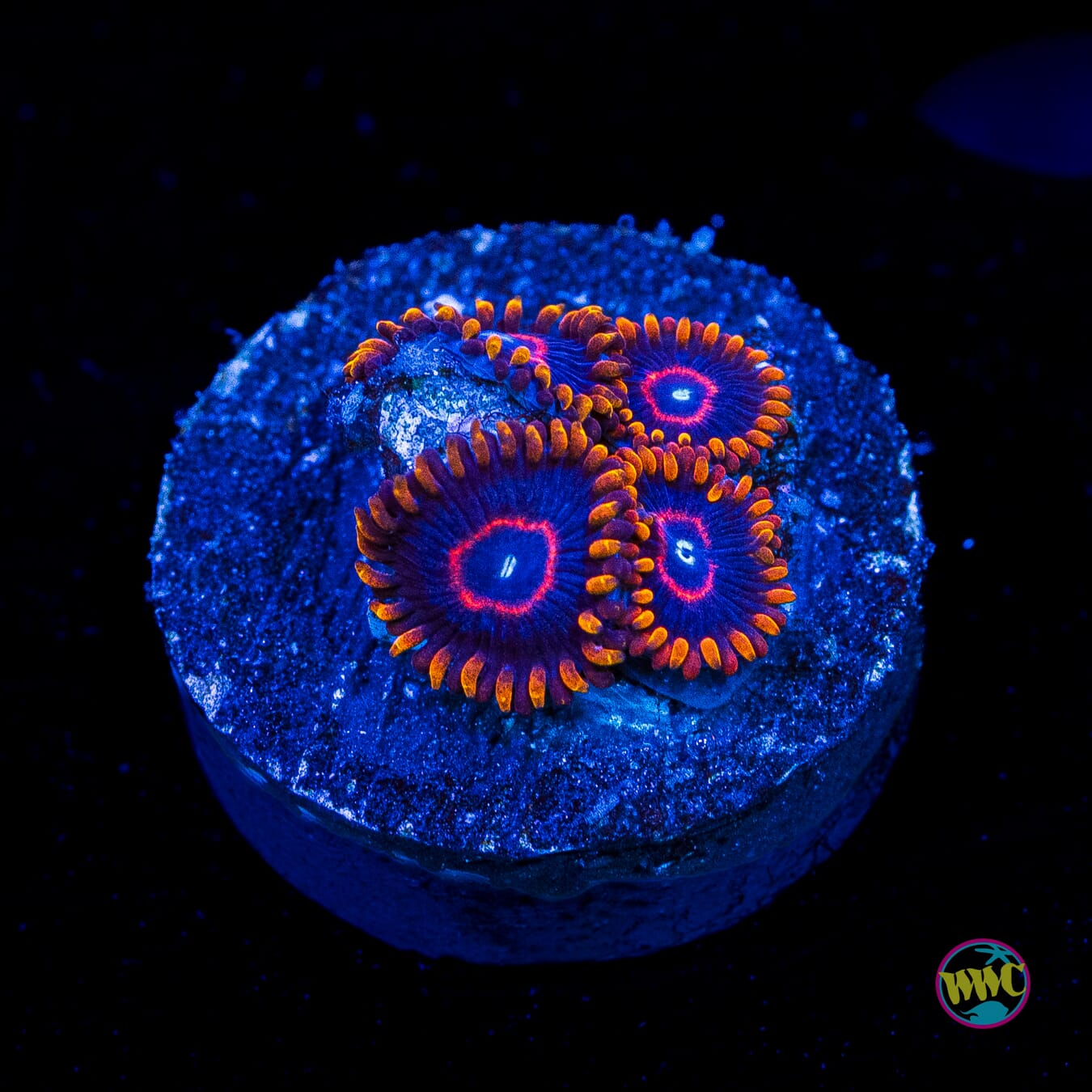 Red Hornet Zoanthids