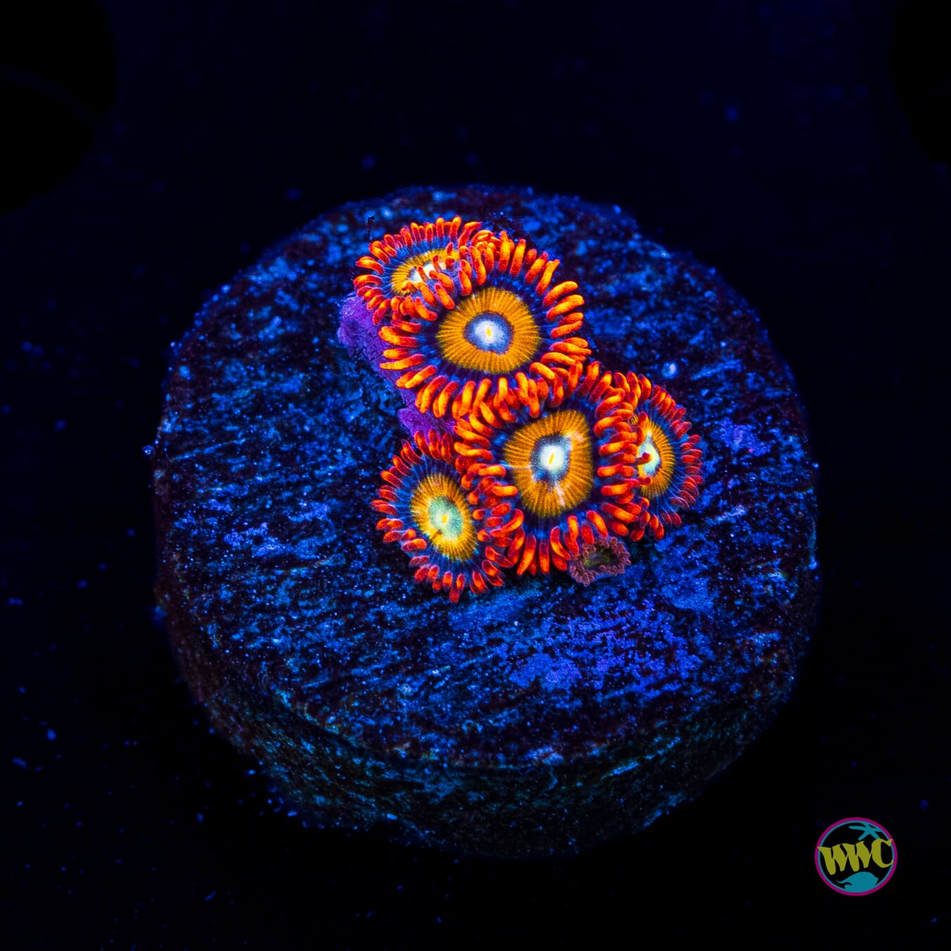 WWC Blondie Zoanthids