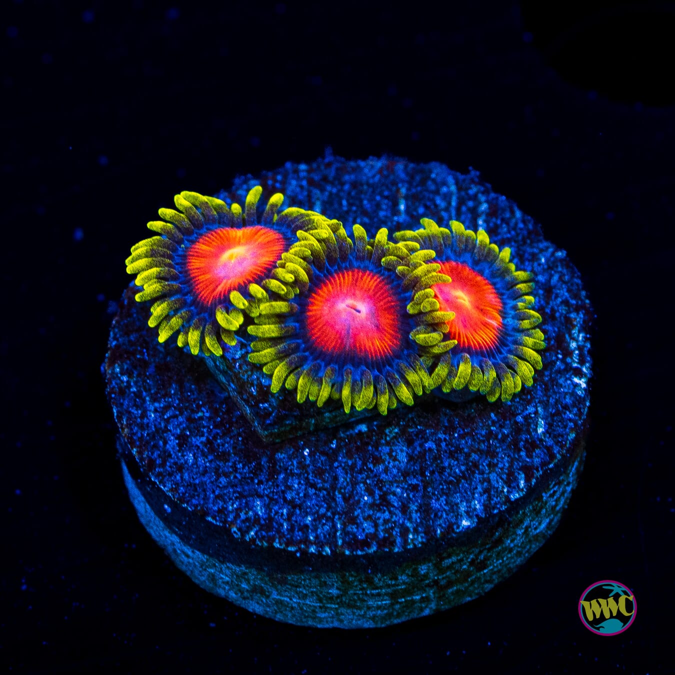 WWC Rising Sun Zoanthids