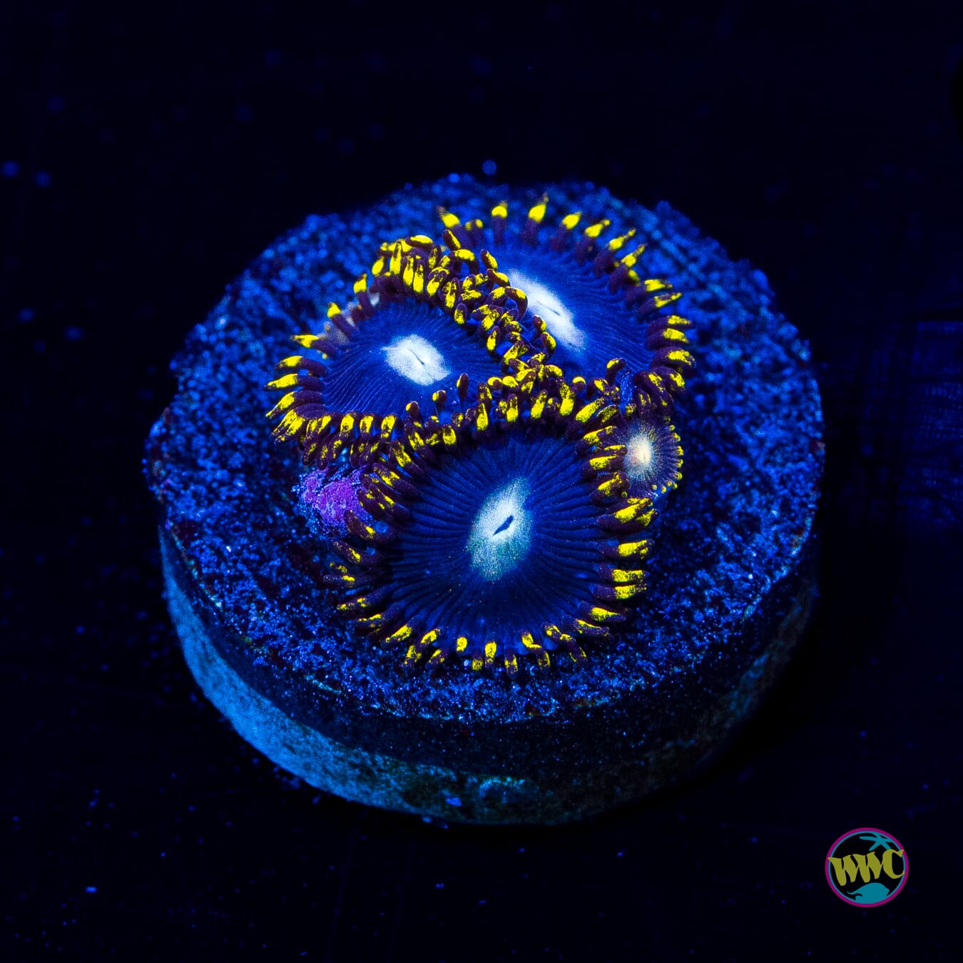 WWC Hail Lander Zoanthids