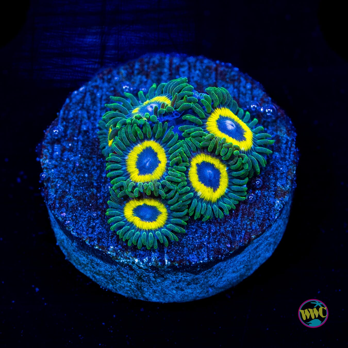 Yellow Submarine Zoanthids