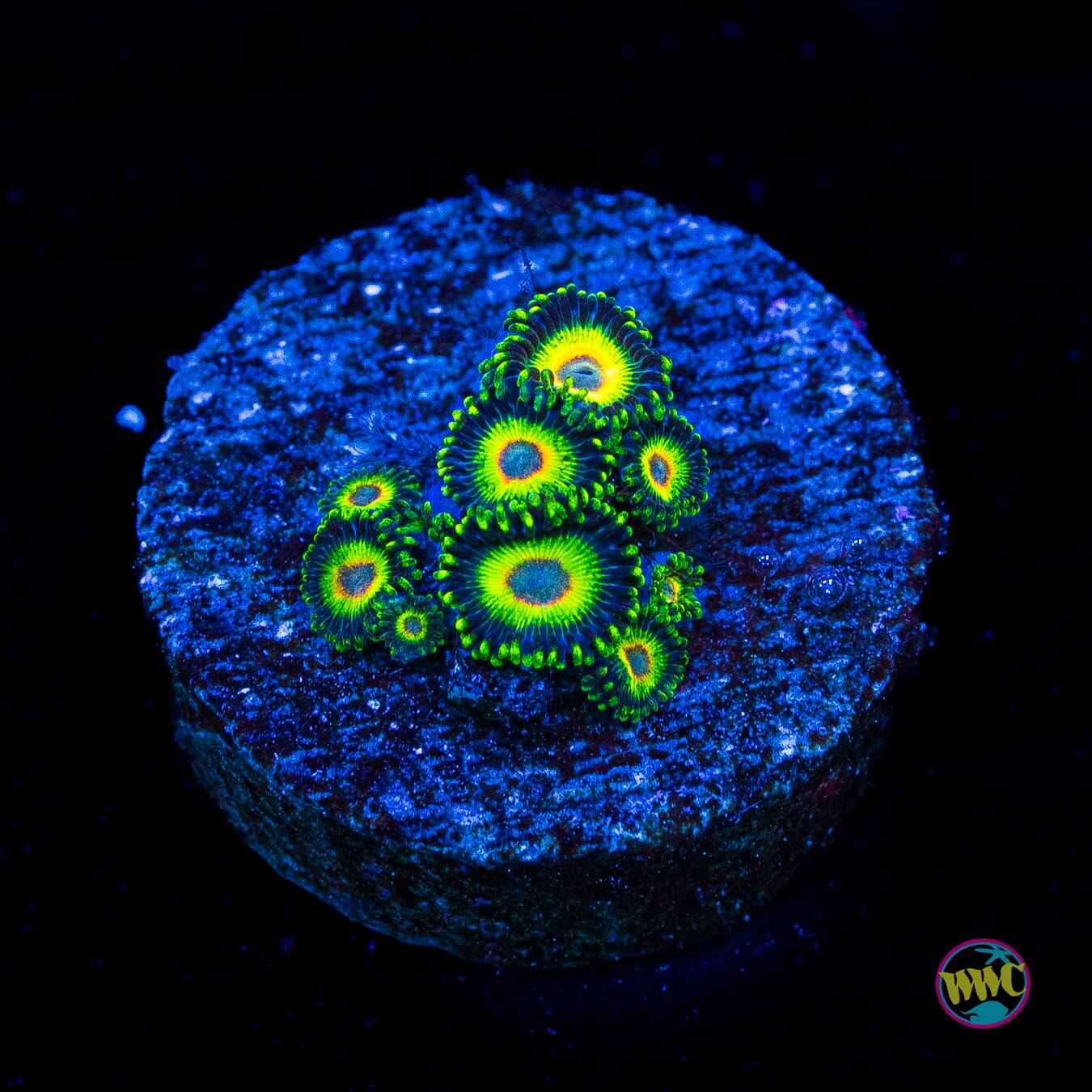 WWC Island Times Zoanthids