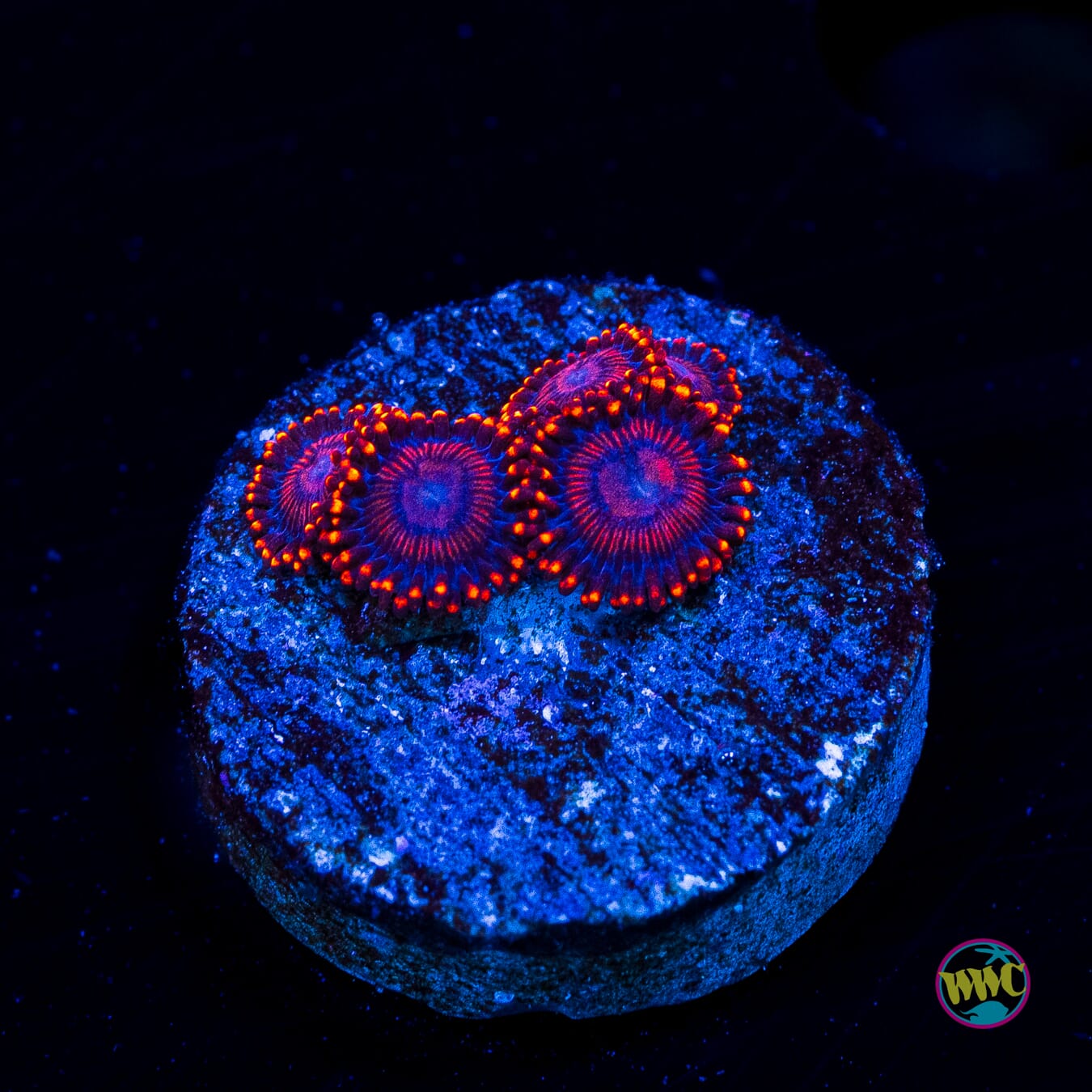 Flaming Dragon Zoanthids