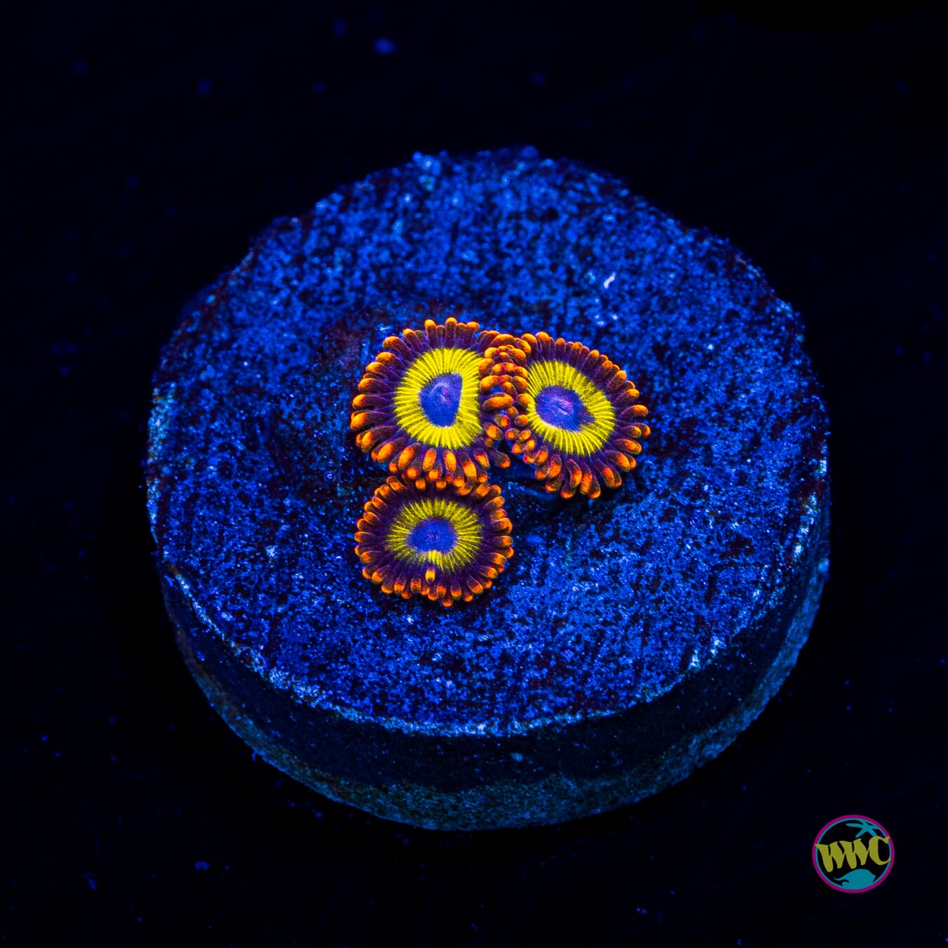 Fruit Loopz Zoanthids