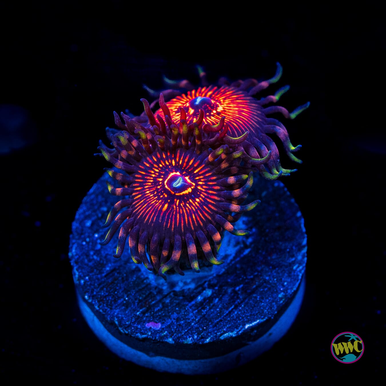 ARC Nightcrawler Zoanthids