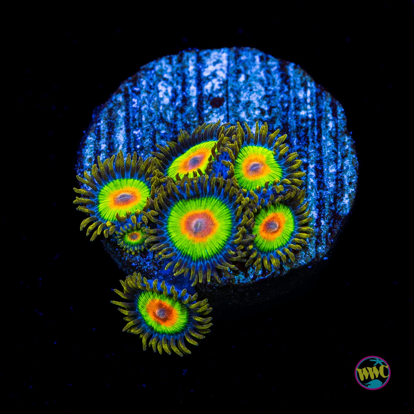 Rasta Zoanthids