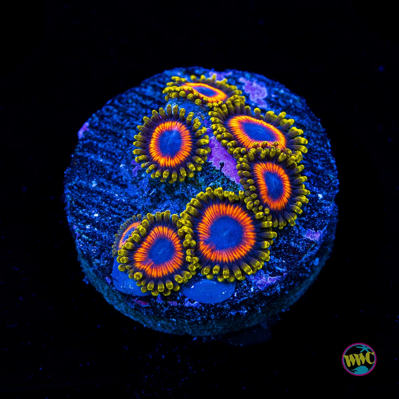 Dragon Ballz Zoanthids