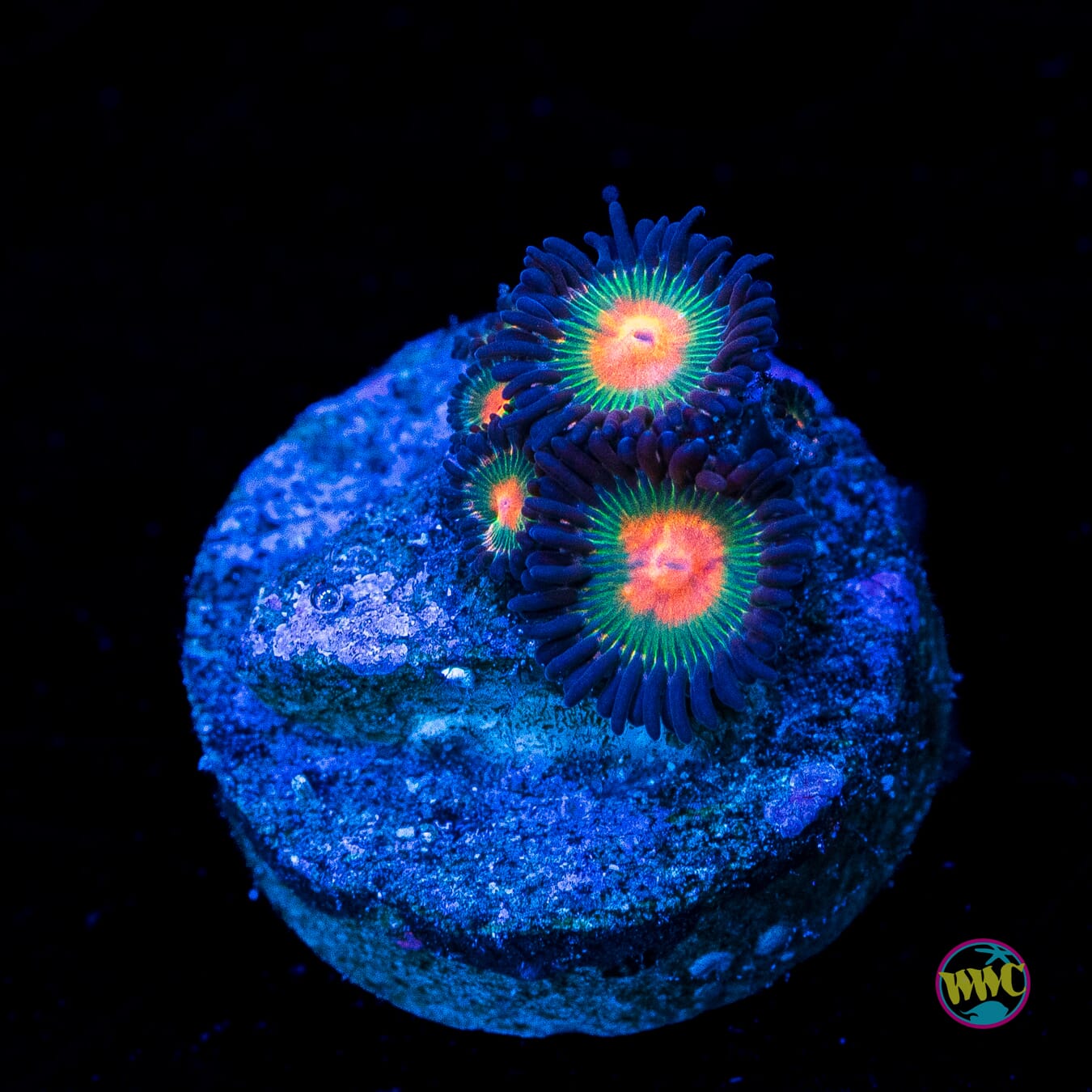 Zulu Zoanthids