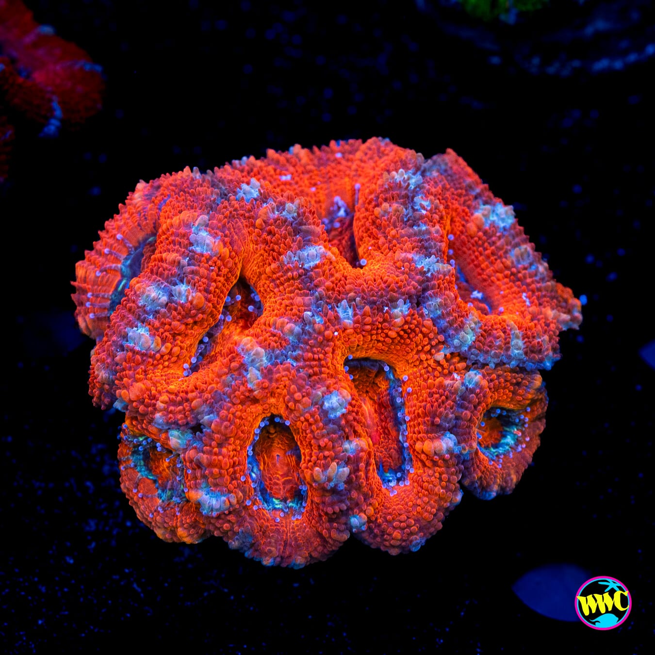 Silver Streaker Aussie Lord