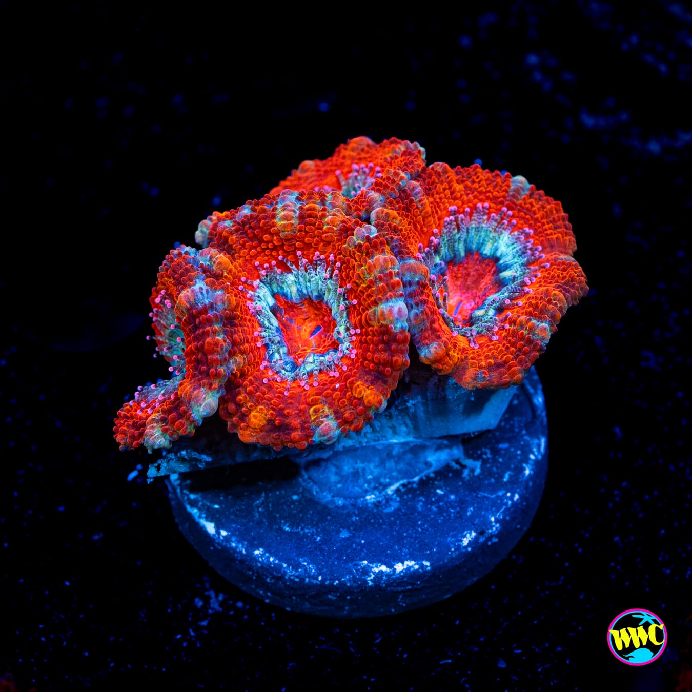 Color Rush Aussie Lord