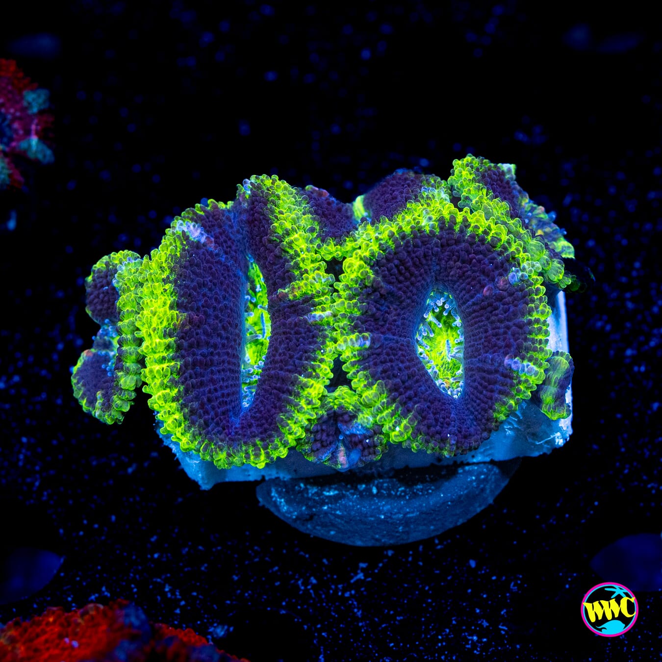 Archipelago Aussie Lord