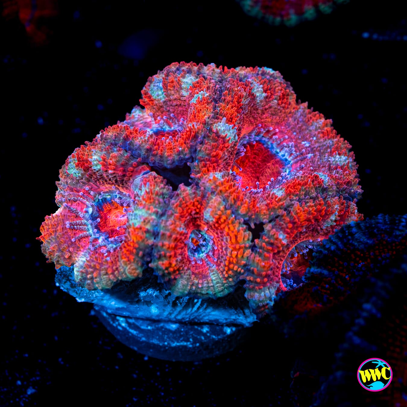 Watermelon Aussie Lord