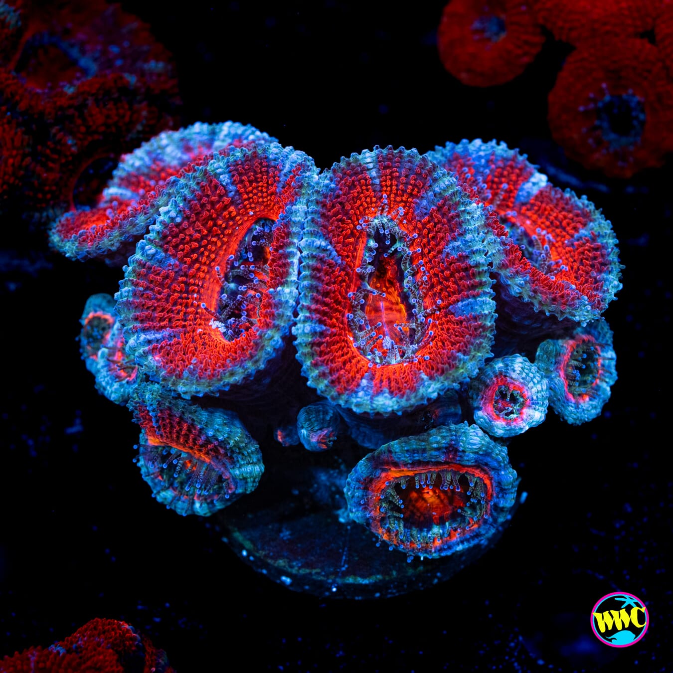 Silver Streaker Aussie Lord