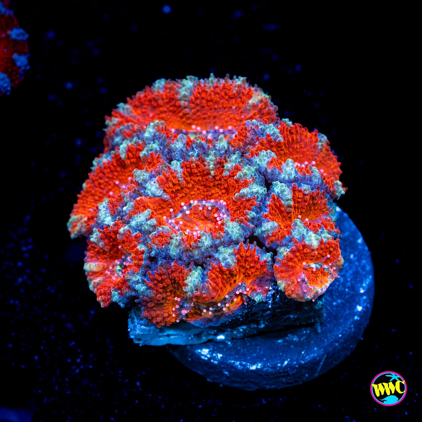 Silver Streaker Aussie Lord