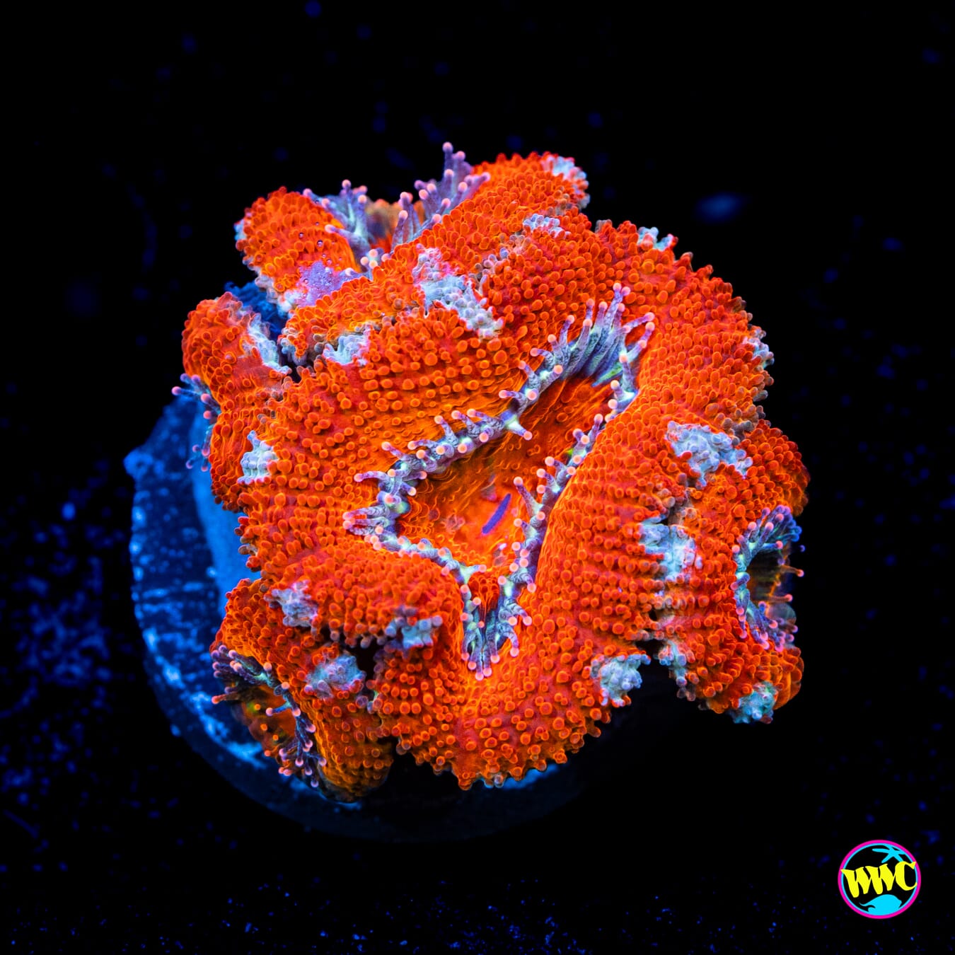 Silver Streaker Aussie Lord