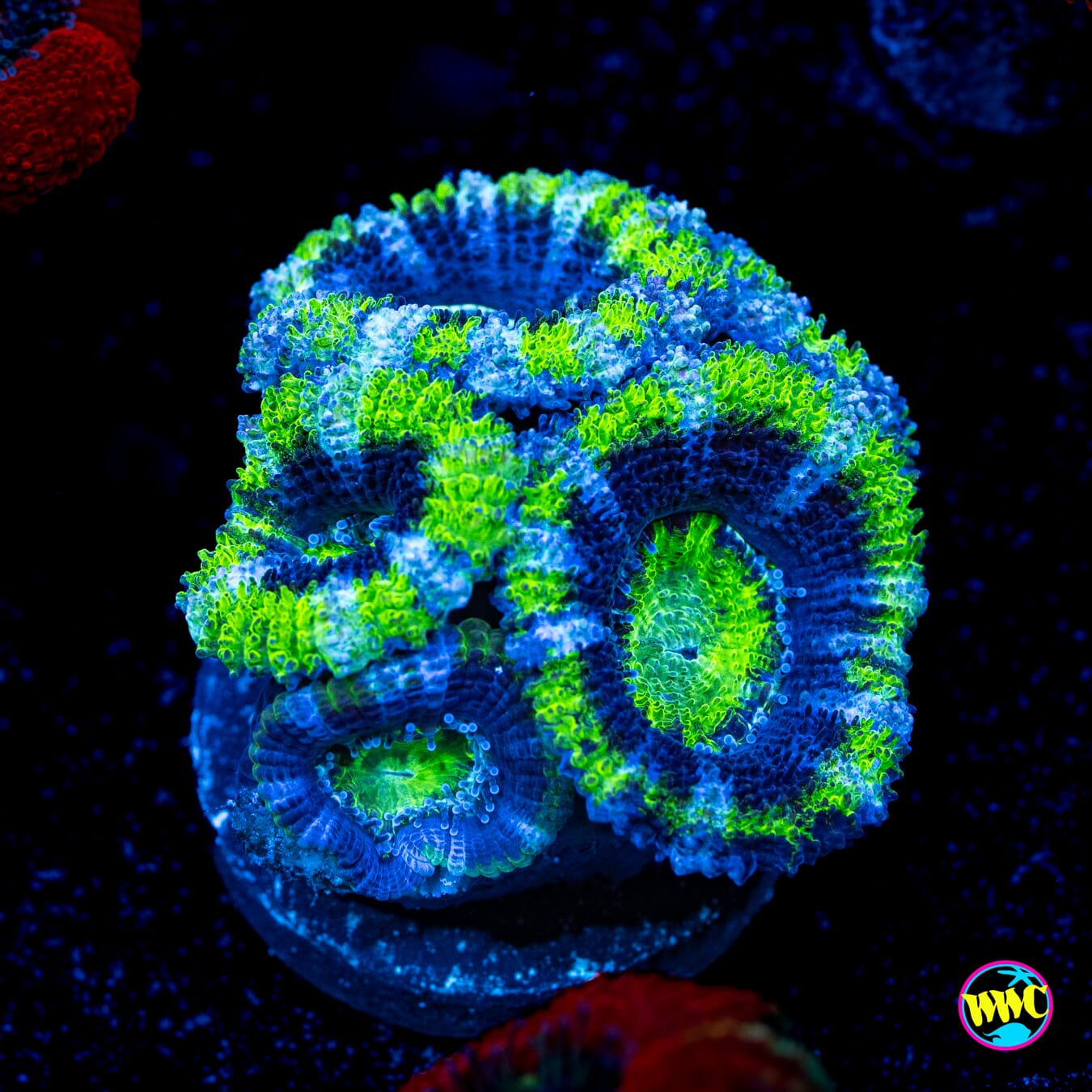 Blue Hole Aussie Lord