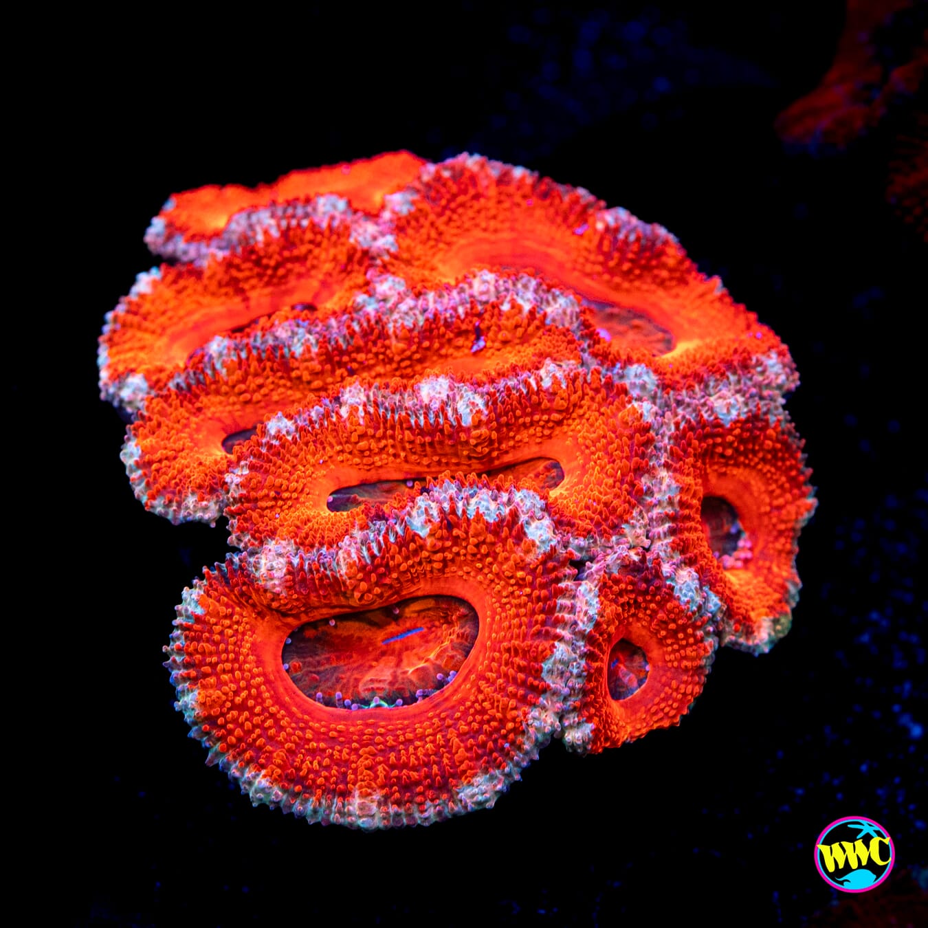 True Love Aussie Lord