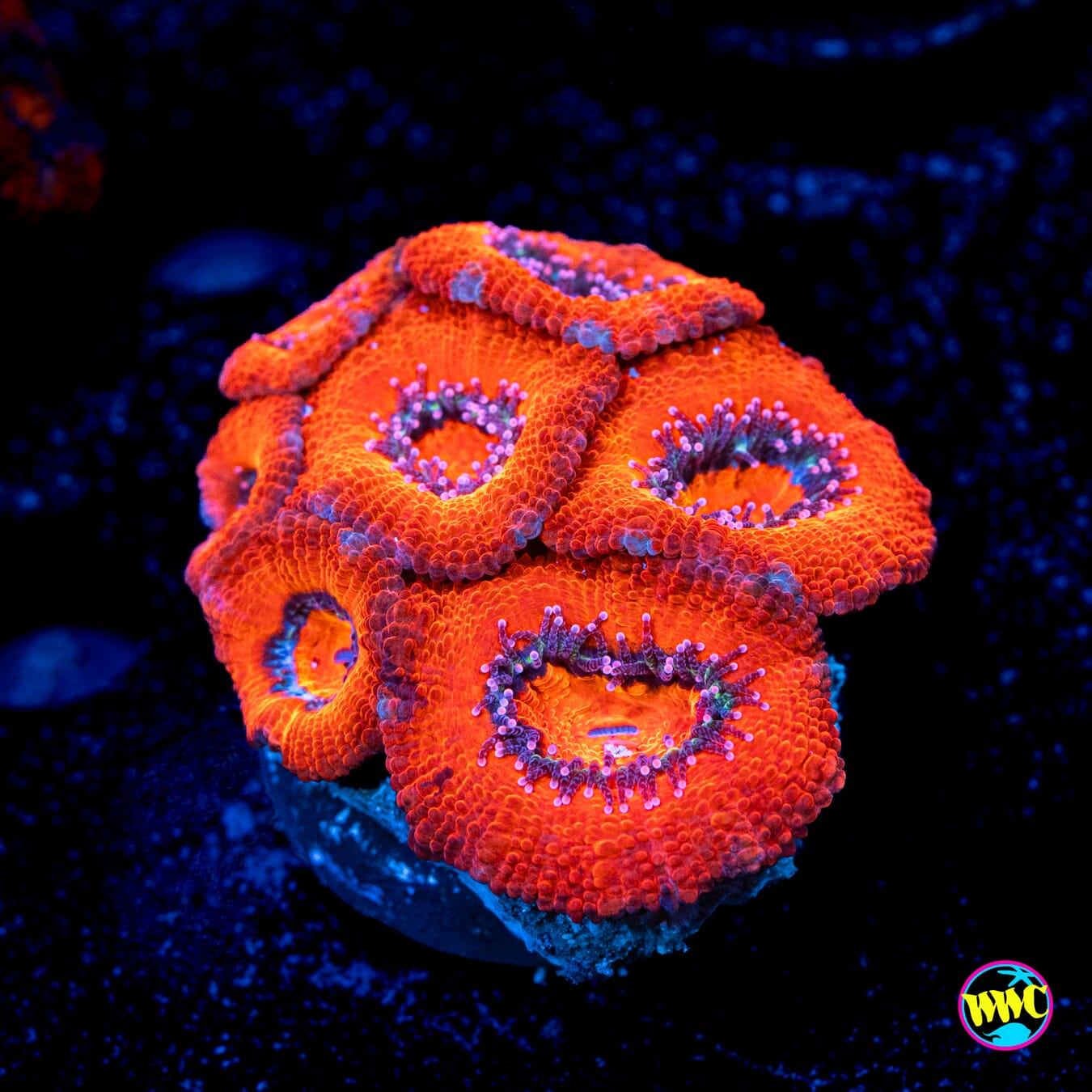 Orangeade Aussie Lord