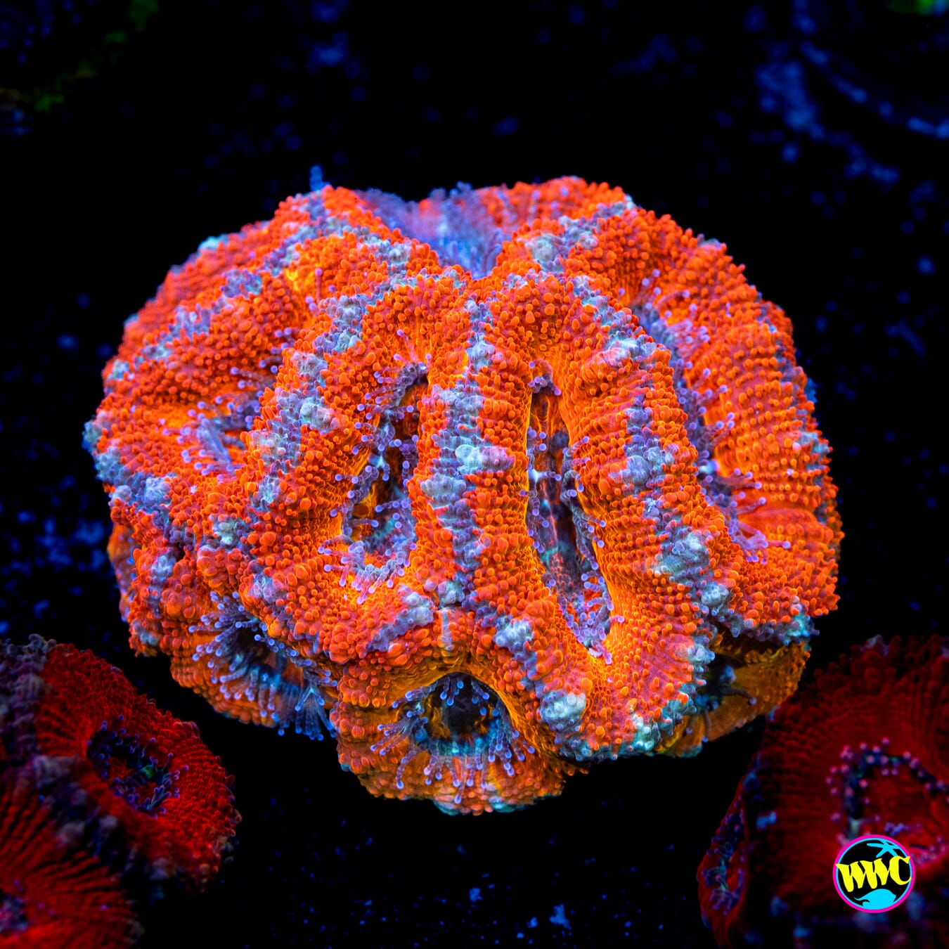 Orange Creamsicle Aussie Lord