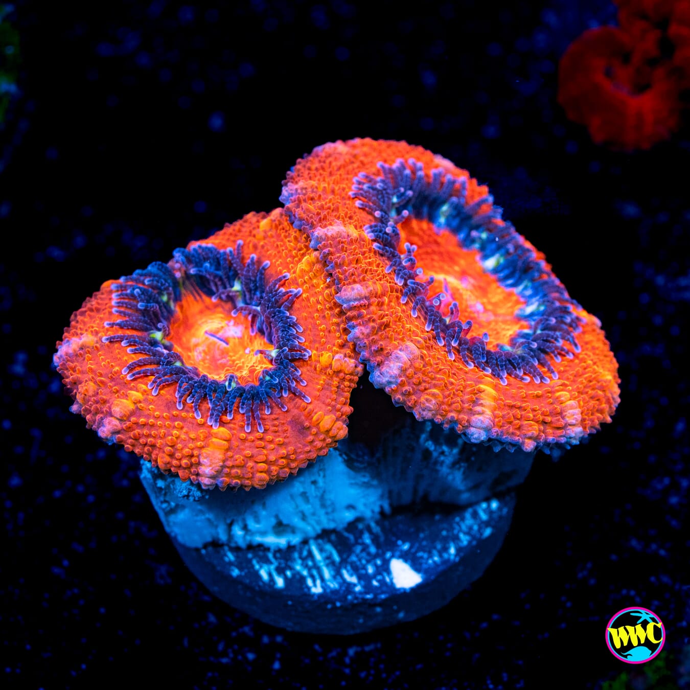 Lava Bomb Aussie Lord