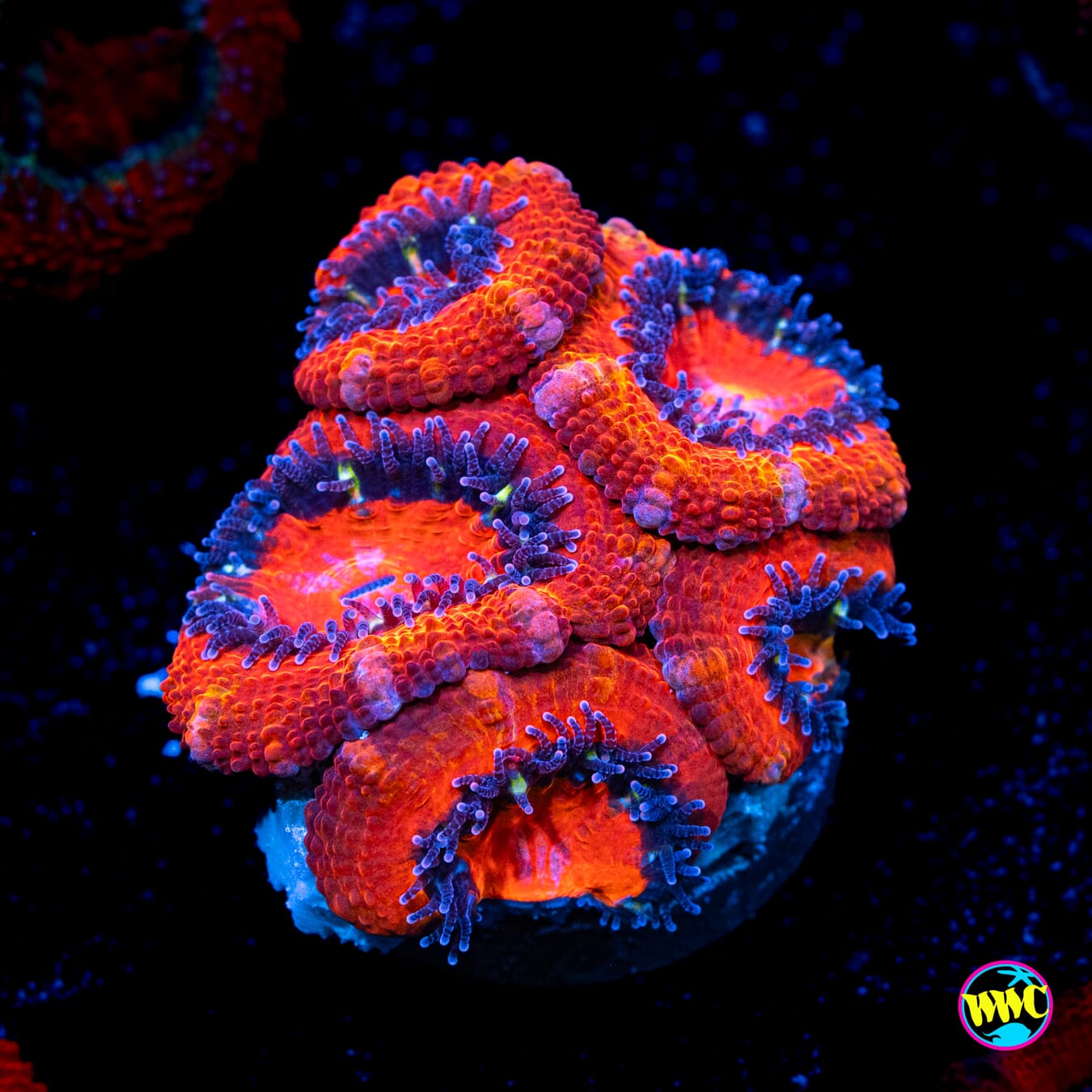 Red Rover Aussie Lord