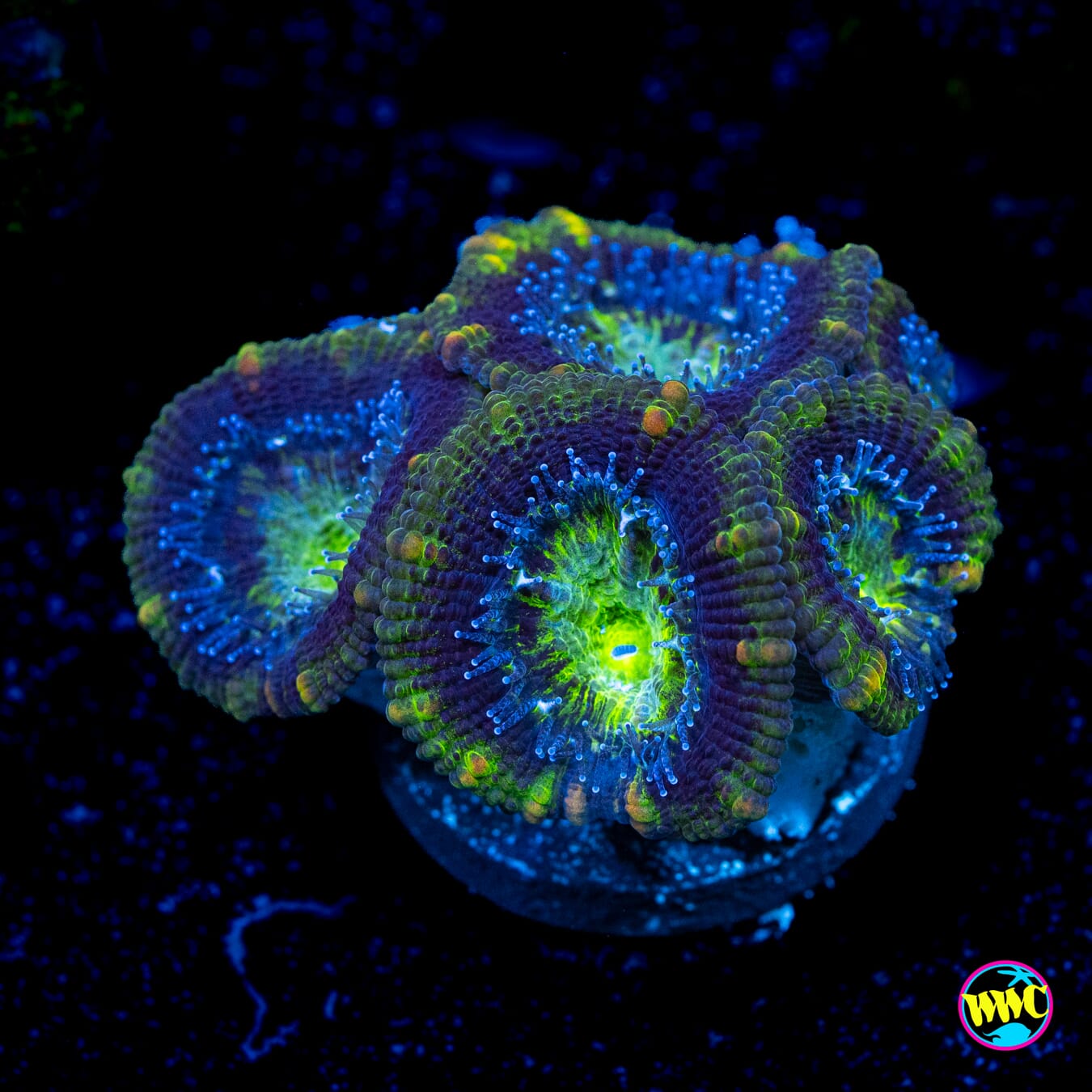 Frozen Forest Aussie Lord