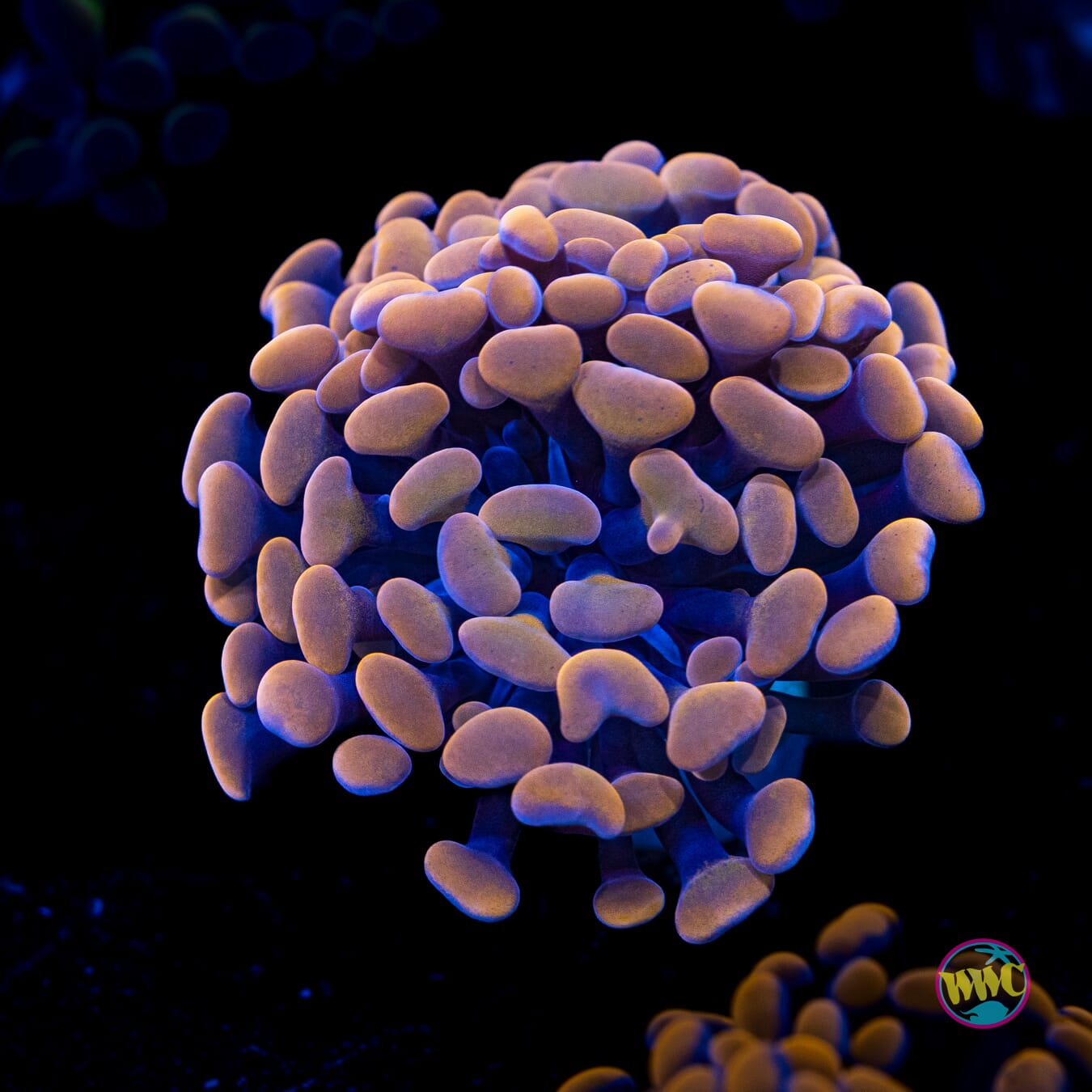 Blood Moon Branching Hammer