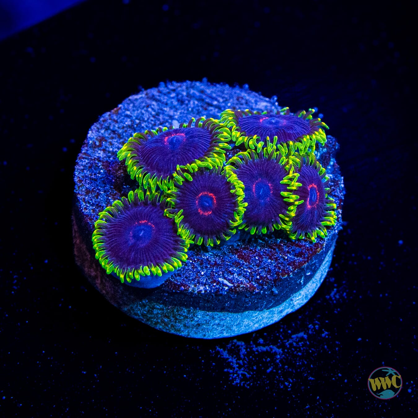 WWC Purple Hearts Zoanthids