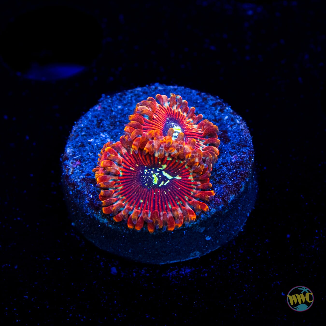 Magician Zoanthids